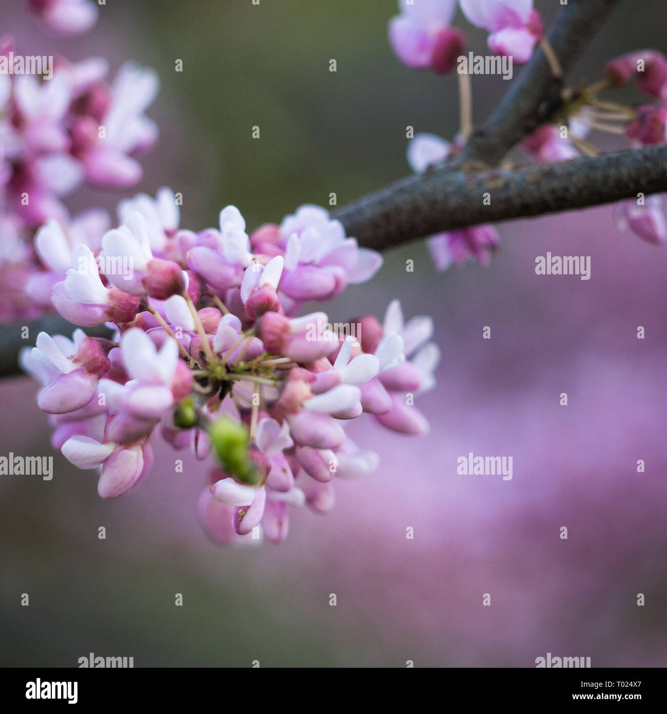 Lila Blumen im Frühjahr, Ottawa, Kanada Stockfoto