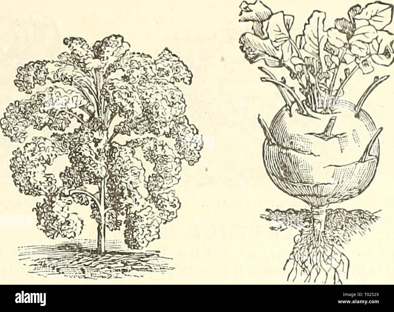 Dreer's Garten Kalender: 1891. dreersgardencale 1891 henr Jahr: 1891 Zwerg gewellt Scotch. Norfolk gewellt. Ein sehr liardy Vielfalt, Verbreitung unter guten Anbau bis 3 Fuß in diametar; Blätter brisilit Screen und curlv. Plu." 5 cts., oz. 10 cts., J lb. 30 cts., lb. $ 1.00. Hoch Rot oder Lila Scotch. Laub von einem tiefen pur-Plish rote Farbe, fein frinired und tief Gewellt; ein verv ziemlich dekorative jilant. Pkt. 5 cts., oz. 10 cts., ich Lb. 30 cts., lb. $ 1.00. Sea Kale. Für seine erbleichte. Triebe, die wie Spargel gekocht sind gewachsen. Pkt. 10 cts.,'oz. 30 cts., ich Lb. $ 1.00. Hohe Scotch Kale. Kohl - Stockfoto