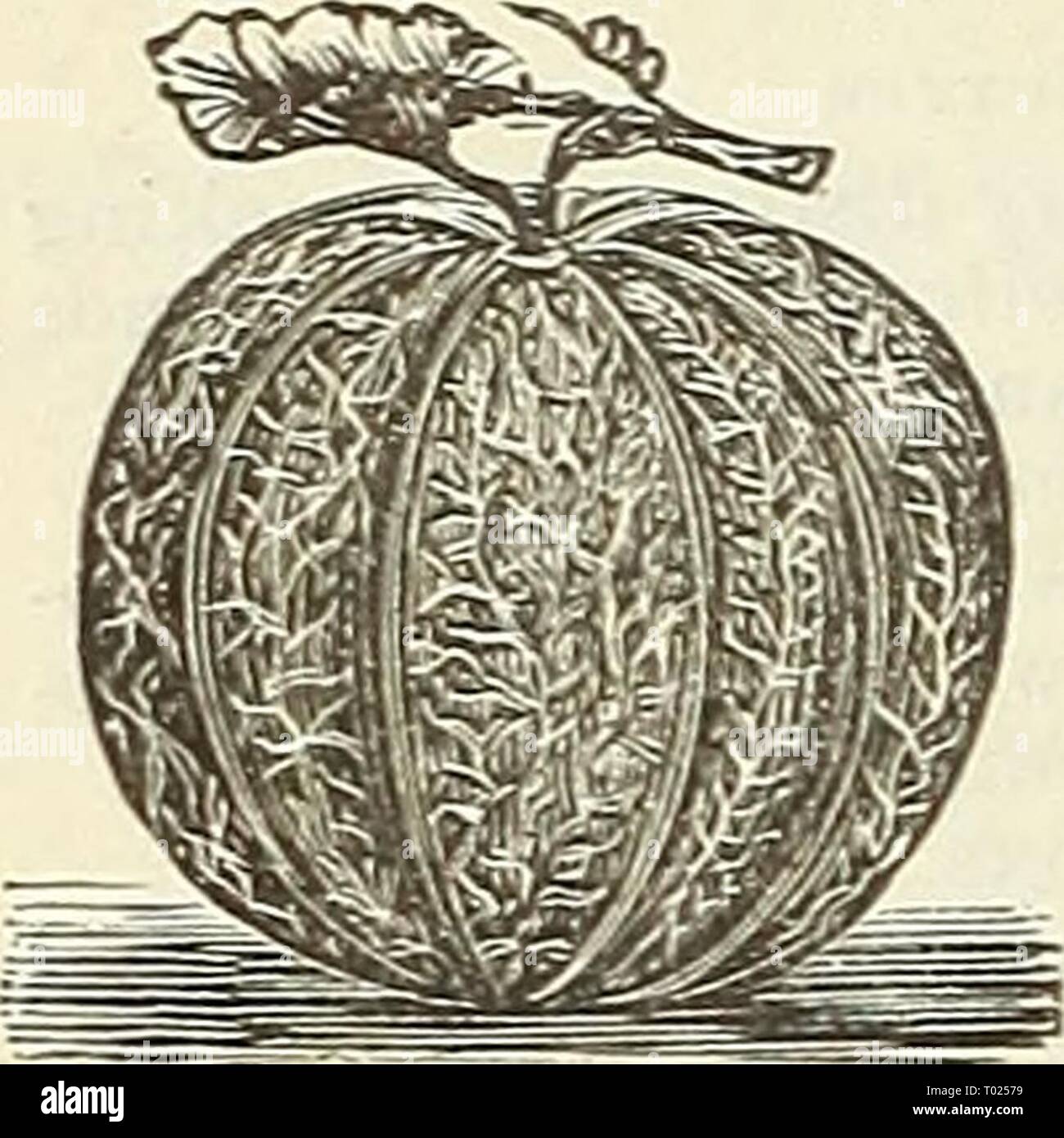 Wie man Muschus-Saft spritzen