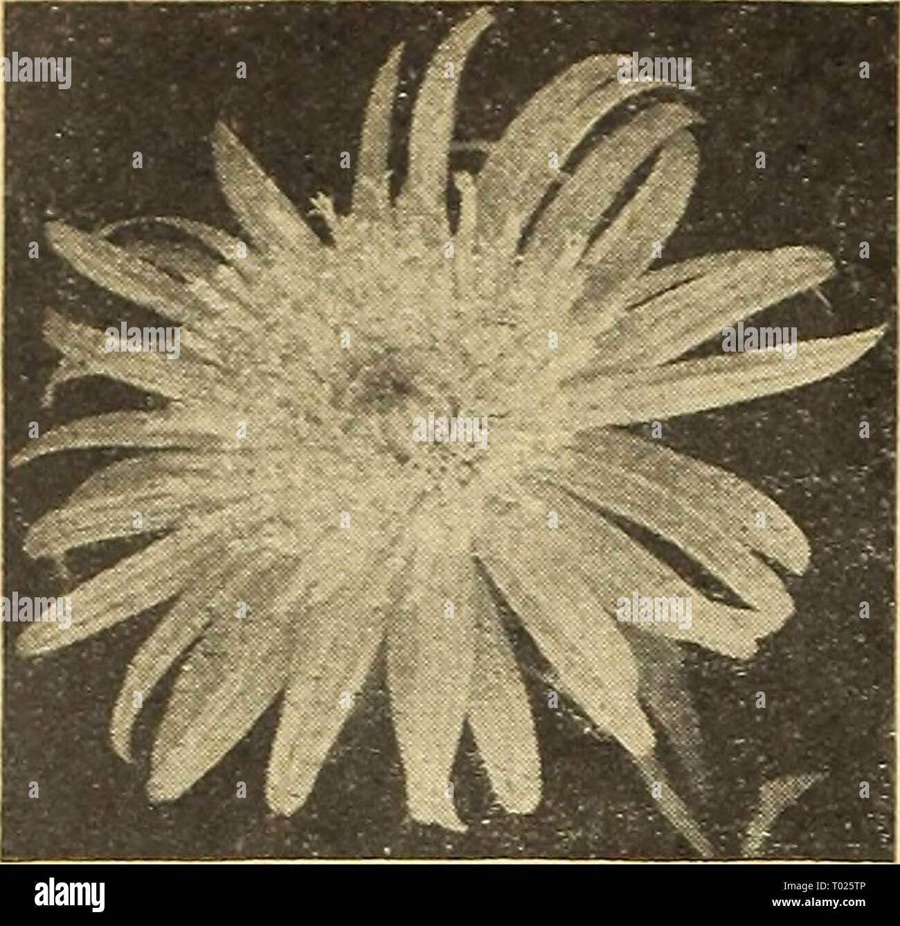 Dreer's Garden buchen Sie für 1945. dreersgardenbook 1945 henr Jahr: 1945 Giant Giant Sonnenschein Svinshine Aster astern® 1380 Giant Sonnenschein gemischt. Diese herrlichen Astern haben lange, schmale äußere Blütenblätter rund um einen großen Kissen - wie Zentrum von differentli 'bunten röhrenförmigen Blüten. Viele splen - Farben. Hochsommer bis zum Frost. 3 Füße. Pkt. 15 c; große pkt. 7 Sc;. oz. $ 1.25. Riesige Single Astern @ 1390 Giant einzigen gemischten W-R. Große Daisy - wie einzelne Blumen oft fünf Zoll im Durchmesser. Verj'effek- tive für Grenzen oder für das Schneiden. Enthält viele schöne Farben. Die Pflanzen wachsen 2 Fuß hoch und Blühen Stockfoto