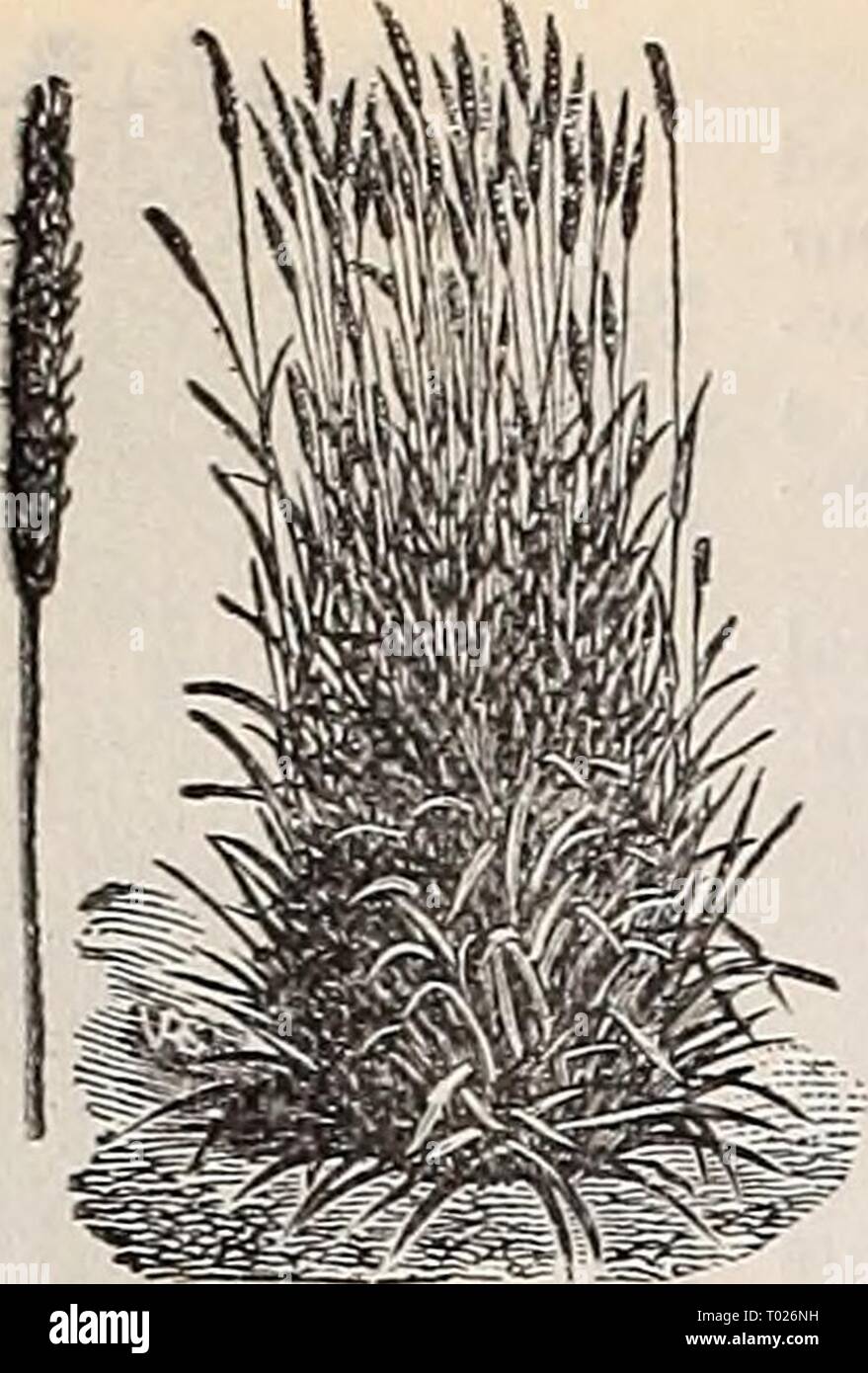 Dreer's Garten Kalender: 1897. dreersgardencale 1897 henr Jahr: 1897 54 Gras- und Kleesaatguterzeugung. Foxtail Grass. Schaf Schwingelgras [Festuca ovina). Dieses Gras bildet einen großen Teil der Weiden der Englisch Downs. Es erzeugt eine große Menge von kurzen Kräuter, und sollte ein Teil alle Mischungen für Schafe weiden. 40 Pfund in den Morgen. Lb. 20 cts.; 100 kg S 16.00. Herbst wiese gras Hafer (Avena elatiorbegonie Erdbeere). Ein wertvolles Gras auf Verschmutzung oder dauerhafte Pas-ture; der frühen und üppiges Wachstum. 50 lbs in den Morgen. Lb. 20 cts; 100 lbs 618.00. Timothy (Phleumprotease). Die wichtigsten agric Stockfoto