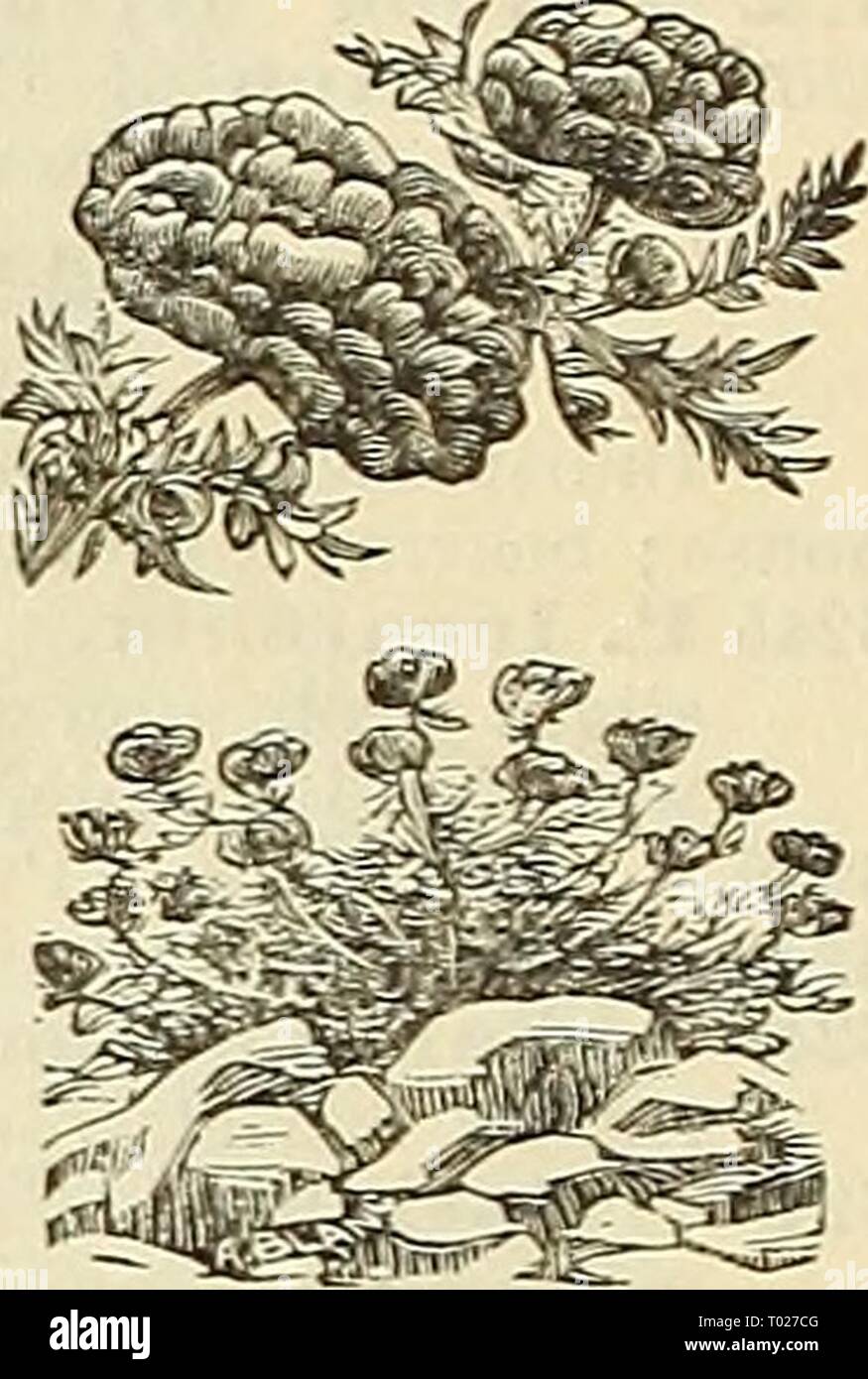 Dreer's Garten Kalender für 1887. dreersgardencale 1887 henr Jahr: 1887 Mohn- Daneerog. Doible Portulak. 6373 S. Pseony geblüht. Große und sehr gefüllten Blüten: gemischte Farben 5 6376 - Chinesisch. Verschiedene Sorten von diesem Lieblingsblume. Anlagen, die nicht mehr als 2 Meter in der Höhe. Gemischt, alle Farben und Schattierungen 20 6372 - Danebrosr. Eine sehr wünschenswerte und protzig Nov-elty, das große einzelne Blumen eines leuchtenden Scharlachrot, mit einem großen silbrig-weißen Fleck auf jedes Blütenblatt, und bilden so ein weißes Kreuz 10 6371 - Nelke geblüht. Splendid Doppel gesäumten Blumen, gemischte Farben 5 6374 - Weiter zum. Eine neue Sorte Stockfoto