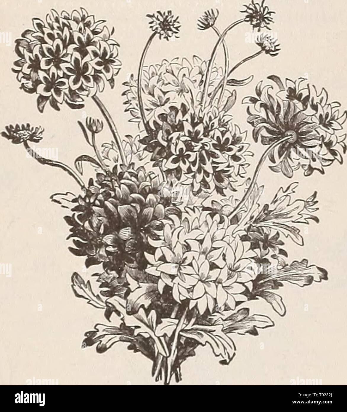 Dreer's Garten Kalender für 1892: ein Katalog der Wahl Gemüse-, Feld- und Blumensamen neue, seltene und schöne Pflanzen Garten implementiert und Düngemitteln. dreersgardencale henr 1892 Jahr: 1892 60 DREER DIE ZUVERLÄSSIGEN BLUMENSAMEN. FORGET-ME-NOT. (Siehe Myosotis.) Fuchsia. Ein bekanntes Werk von easy Kultur, für das Haus oder schattigen Situationen im Garten; der Same bieten wir ist aus feinstem Einzel- und Doppelzimmer der genannten Sorten gespeichert. Pro PCK. • 5836 Pinkfarbene procumbens. Nachgestellte 20 -5835 - Gemischt 25 GAILLARDIA. Splendid Beetpflanzen, bemerkenswert für die Fülle, die Größe und Leuchtkraft ihrer Blüten Stockfoto