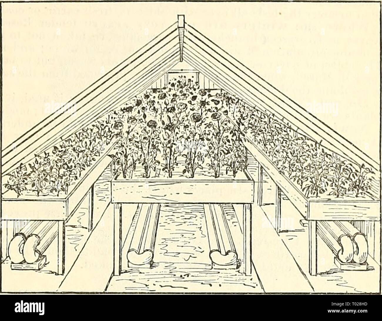 Dreer's Garten Kalender: 1886. dreersgardencale 1886 henr Jahr: 1886 WERK ABTEILUNG. 63 RIVERTON ZWINGEN HÄUSER FÜR WINTER BLOOIVi. Die Abbildung zeigt den Stil der Häuser jetzt pcnerally Für diesen Anbau angenommen. Junge)) lants der Kaffee Sorten arc gepflanzt auf den Bänken zwischen Mai und Oetoher in (i Zoll Boden, dass stiecially von sod aus alten Weide Land übernommen, vorbereitet wurde; gute Entwässerung ist in der unteren, und keine Düngung Material gegeben, bis die Jiiants gut etabliert. Das beste Material lor ein Reizmittel und Essen ist Gülle, aus Kuhmist oder Stockfoto