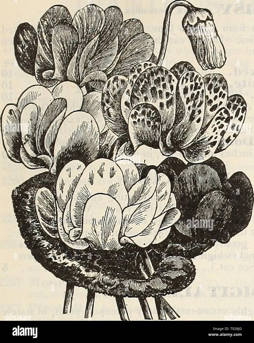 Dreer's Garten Kalender: 1900. dreersgardencale 1900 henr Jahr: 1900 (lllIHrorADRHR - RELIABLffLOWtRSEEDS PHILADELPHIAfA - ^M' doppelte Flowekjxg Cyclamen. CYCI^ AMEN. Charmante Pflanzen, mit schönem Laub und bunten, duftenden Blumen j universal Favoriten für den Winter und den Frühling. Die Giganteum Sorten haben große Blätter und Blütenstiele Stout, warf die Blumen gut über dem Laub. Saatgut kann jederzeit ausgesät werden im Herbst oder Frühling in flachen Kartons (2 Zoll tief) bei einer Temperatur von 60°. Sobald die sämlinge haben zwei Blätter, Transplantation in 2-Zoll Töpfe und Stockfoto