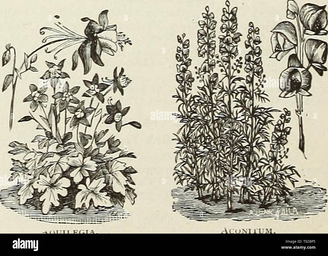 Dreer's Garten Kalender. dreersgardencale 1890 henr Jahr: 1890 Allam.^ nda - Stockfoto