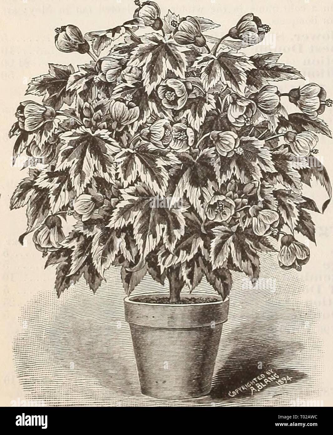 Dreer S Garten Kalender 1896 Dreersgardencale 1896 Henr Jahr