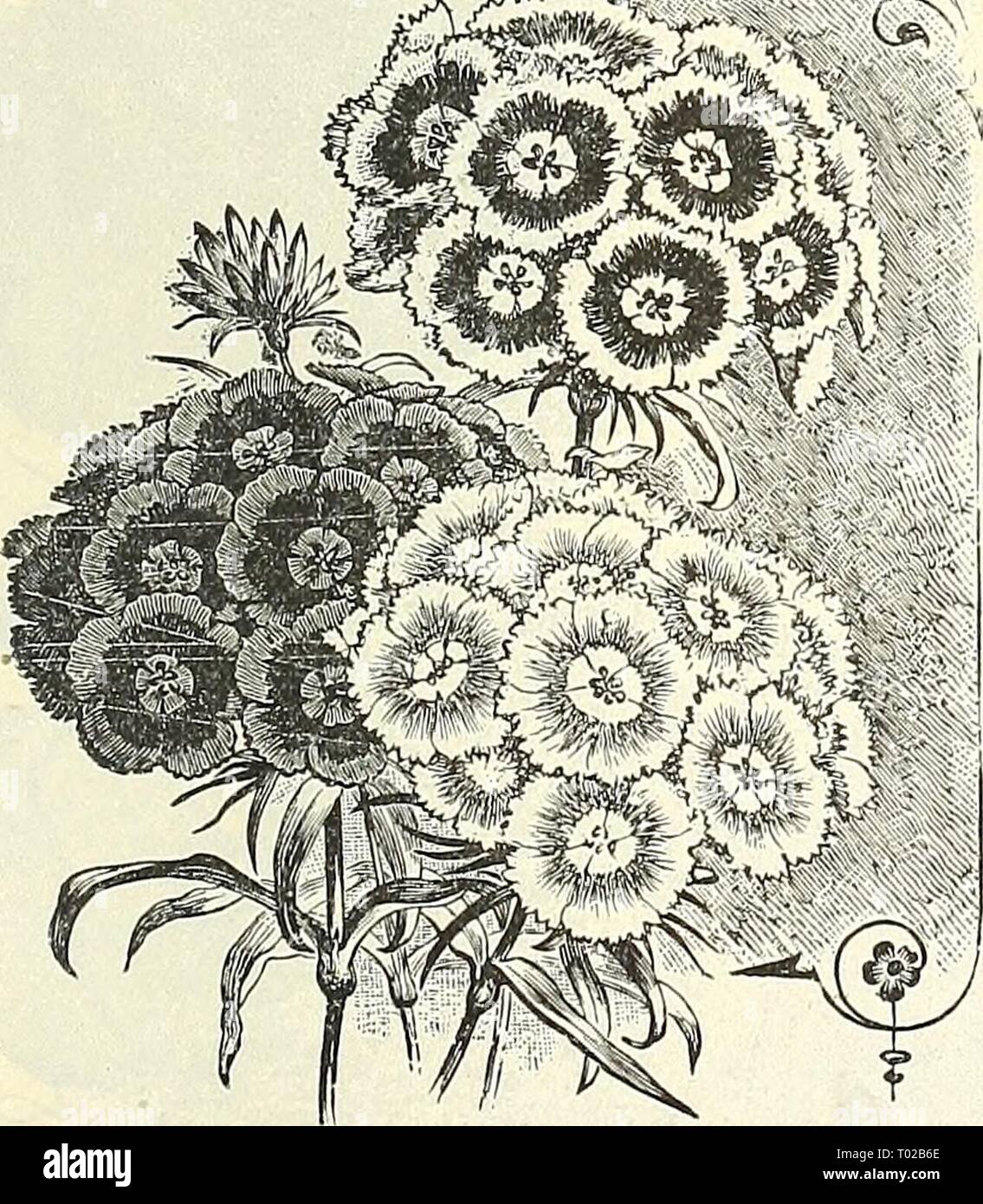 Dreer's Garten Kalender: 1903. dreersgardencale henr 1903 Jahr: 1903 2706 Nanus Fl. PI. {Kugel aus Gold). Zwerg, Double-double Sweet William. Single Sweet William. orange Blumen; 4 Füße. Pro Unze., 25 cts 5 2704 Qlobosus Fistulosus {Kugel oder Dahlie Sonnenblume) Flow-ers Große, doppelt, einer reichen Saf-fron Farbe; 6 Fuß. (Siehe .) pro Unze., 25 cts 5 30079 doppelten gelben niniature. Während viele single Flow bevorzugen - ers aufgrund Ihrer in der Regel mehr künstlerische Form, andere wie die doppelte Formen als dauerhafter als cut-ers verwendet; beide haben ihre verwendet, und diese neue Sorte wird in einem Stockfoto