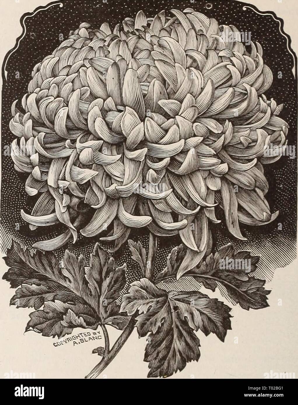 Dreer's Garten Kalender für 1892: ein Katalog der Wahl Gemüse-, Feld- und Blumensamen neue, seltene und schöne Pflanzen Garten implementiert und Düngemitteln. dreersgardencale henr 1892 Jahr: 1892 94 NEUERE SORTEN VON CHRYSANTHEMEN.. Im Folgenden finden Sie eine Auswahl aus einer großen Sammlung von Pflanzenzüchtungen; Einführungen von 1890 und 1891. Anna M. Weybrecht. Eine prächtige Chinesische Auswahl an reinsten Snow White; Petalen solide, breit und fest. 50 cts. Addie Decker. Ein schillerndes Schatten der Menschen darin Gelb, mit Lachs und Flamme Farbe belebt. Voraus. Eine schöne Schatten von Rosy pink; Blumen der Stockfoto
