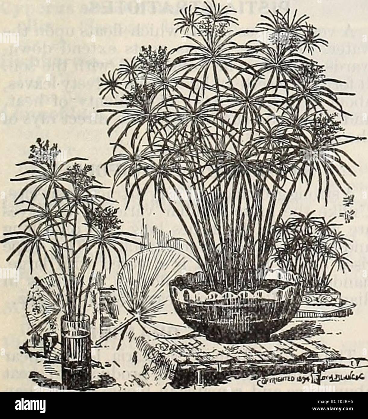 Papyrus antiquorum Fotos und Bildmaterial in hoher Auflösung Alamy