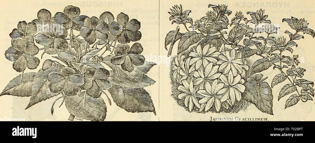 Dreer's Garten Kalender: 1886. dreersgardencale 1886 henr Jahr: 1886 96 DREER'S GARTEN KALENDER. IlIPATlENS SULTANI. IRIS GERMANICA. Diese sind ordentlich, robust, winterhart lierliaceons frühe Blüte - ins phuits, mit grossen, dekorativen Blüten von ricli Ami ele-gantly gemischte Farben, exquisit mit dunklen Vio gestreift - Lassen, Lila, oder brüniertem Linien, auf einem liirhter Masse. Bariensis. AVhite, mit lilae begrenzt. Comte de St. Clair. Weiß, schattigen Violett. Hericartiaua. Hellblau. Iloiiorabilis. Orani^e, unteren Blütenblätter Braun. Juliette. M'Hite, violett, blau schattiert. 31 adaine Chereau. AVhite, umrandete Violett. Stockfoto