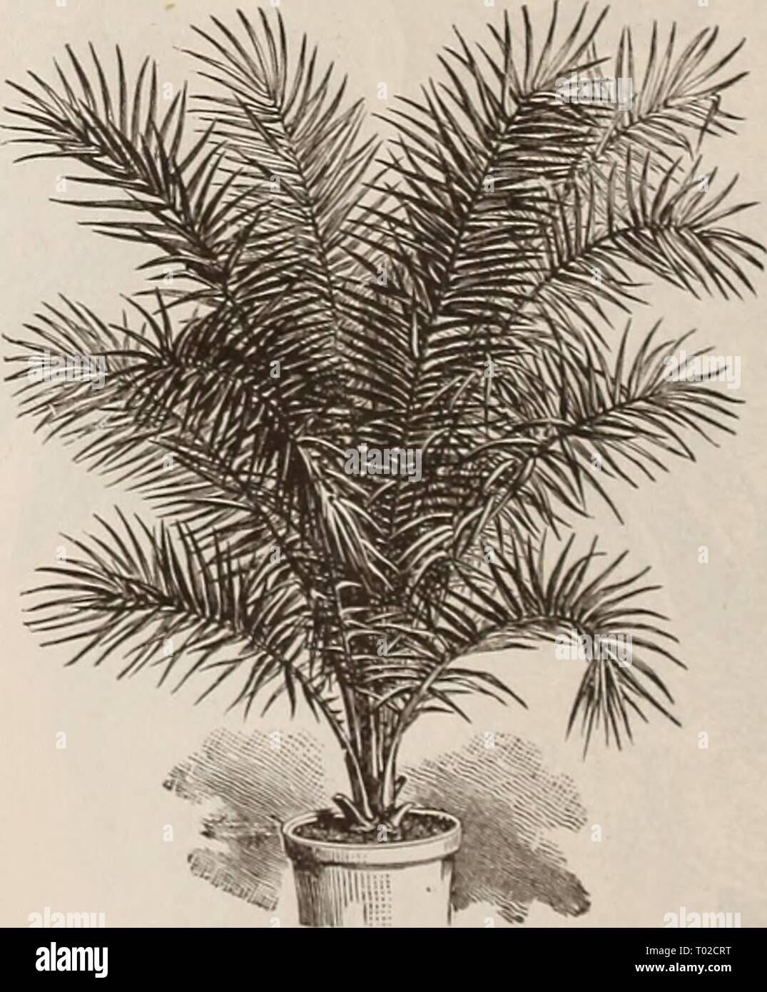 Dreer's Garten Kalender für 1892: ein Katalog der Wahl Gemüse-, Feld- und Blumensamen neue, seltene und schöne Pflanzen Garten implementiert und Düngemitteln. dreersgardencale 1892 henr Jahr: 1892 Latania Borbonica. Phoenix Rnpicola. Dies ist eines der anmutigsten unter den kleineren Palmen, mit weiten Verbreitung wölben gefiederten Blättern, breit Lance im Überblick shnped, mit langen, schmalen Außenohren, desto niedriger die gehen nach und nach reduziert zu Stacheln. 50 cts. Auf $ 2,50. PtychOSperma Alexandra. Einen anmutigen und eleganten Vielfalt. 50 cts. Zu § 3.00. Seafortllia Eles "FMS. Eines der Besten für o Stockfoto