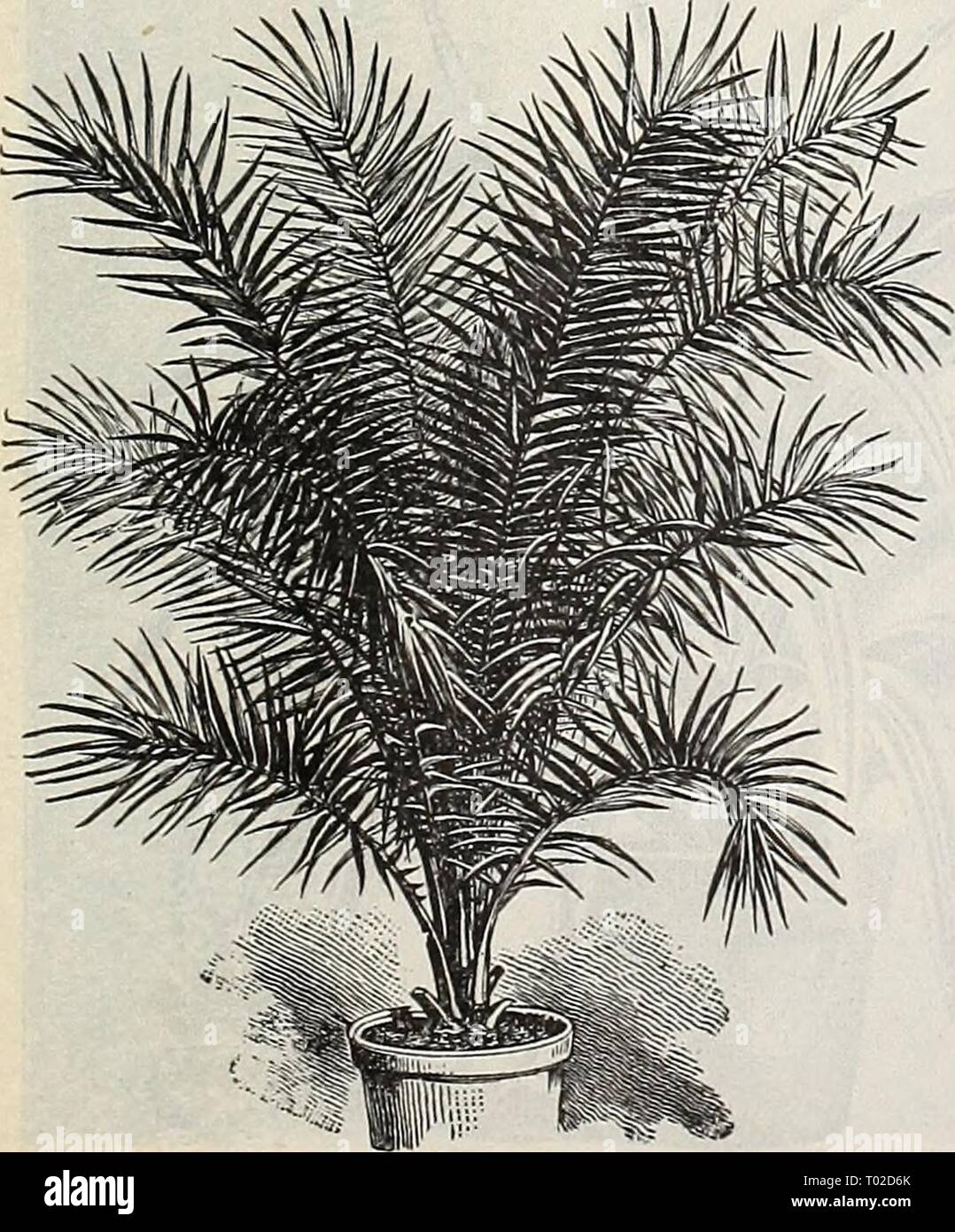 Dreer's Garten Kalender: 1899. dreersgardencale 1899 henr Jahr: 1899 Latania Borbonica. PHOENIX CAINAR 1 ENSIS. Eine der Robuststen der Dattelpalmen, mit Dunkelgrün federartigen Laub, starkes Wachstum und ist besonders wertvoll für den Außenbereich dec-Rede, wie Sonne und Wind ohne den geringsten Schaden steht, selbst in den am wenigsten exponierten Situationen. (Siehe .). . § 2 50. 5 00 8-in.-Töpfe, 30 hoch 9'36" 9 42 6 00 Rhapis Flabelliformis. l'HCENIX Canariensis PH (ENIX RUPICOEA. Dies ist eines der anmutigsten unter den kleineren Palmen, mit breiter Risikostreuung wölben gefiederten Blättern, breit lance-Sh Stockfoto