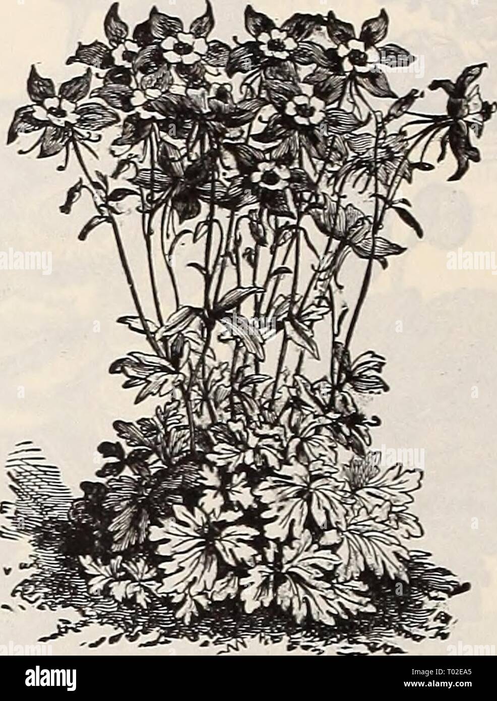 Dreer's Garten Kalender: 1900. dreersgardencale 1900 henr Jahr: 1900 AQUILEGIA (akelei). Die columbines sind alte Favoriten, die in jedem normalen Gartenboden gelingen. Die Sorten angeboten werden eine Auswahl der besten Art. (Siehe .) Clirysantlia. Die schöne Golden-trieb "Columbine." Blumen gold-gelb; blüht im Frühjahr; 3 Füße. - Alba. Eine hübsche während blühenden Form der Al&gt; verschieben. CCEl" ulea. Das ist die wahre Blau fonn Der Rocl; y Mountain Columbine, einer Der handsomest der Familie. Calitbrnica Hybrida. Eine der schönsten mi. xtures immer zusammen gebracht. 1,5 cts. Stockfoto