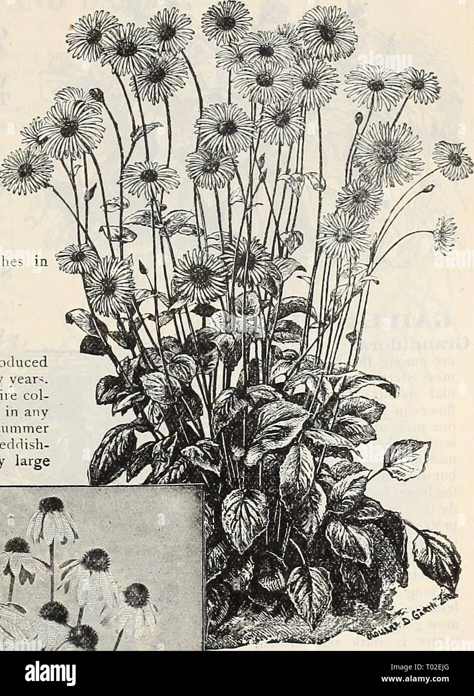 Dreer's Garten Kalender: 1900. dreersgardencale 1900 henr Jahr: 1900 iHENRrADREER - PHIlAKlPHIAJ^ Bin winterharte Stauden 15 T Zoll im DORONICXJM (Leopard-bane). Die Doronicums sind eines der effektivsten von oui sehr frühen Frühling-blühenden Stauden, Beginn im April zu blühen und weiterhin in Abständen während der gesamten Saison, oder, wenn in Töpfen im Herbst gelegt, können Sie ohne weiteres in Blume während der Wintermonate in den Wintergarten oder Fenster Garten erzwungen werden. Sie folgen, die unter fast allen Bedingungen, und verdienen einen Platz in jedem Garten. AuStriaCUIll. Wächst ungefähr 18 cm hoch und p Stockfoto