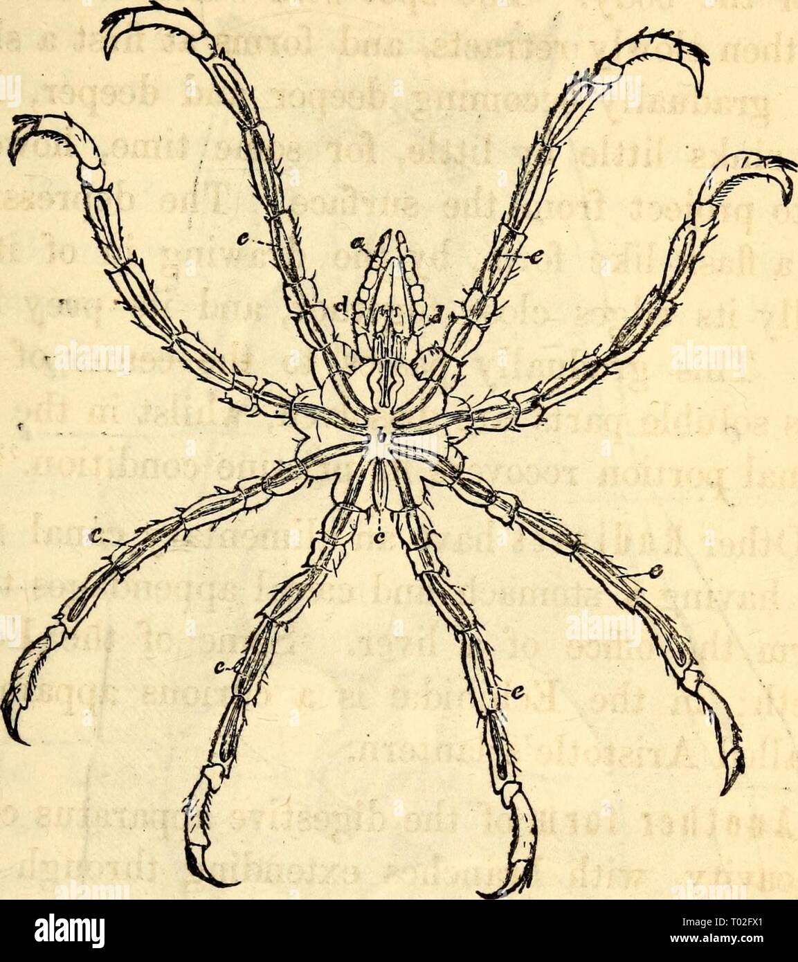 Elementare Anatomie und Physiologie: für Hochschulen, Akademien und anderen Schulen. elementaryanato 00 hitc Jahr: 1869 UND PHYSIOLOGIE, 19 t Abb. 200. Verdauungsorgane von Ammothea pycnogonoides (Krebstiere), ein. Esophagur b. Stom* Ach. c Darm, d. Verdauungsfördernde Hohlraum der Backen. e. Verdauungsfördernde Hohlraum der Beine. leistungsfähige Muskeln, die in der Reduzierung der Lebensmittel helfen. Diese Zähne sind im Magen des Hummer gefunden. Der Magen der Blutegel ist sehr groß, fast so groß wie der ganze Körper. Das gleiche gilt im Wesentlichen auch für die com-mon Regenwurm, ein Annelid. In vielen Flor Stockfoto