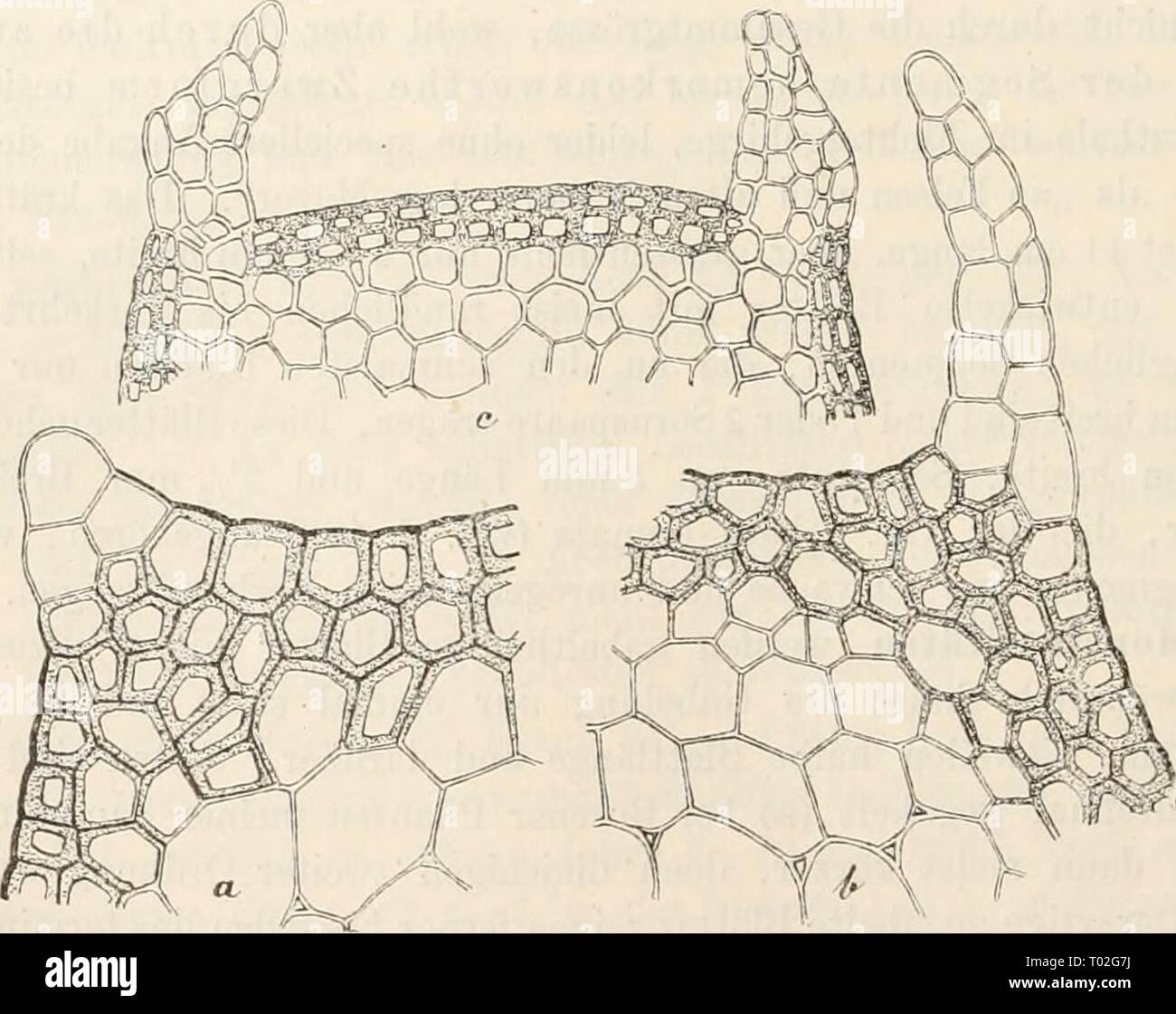 Dr. L. Rabenhorst der Kryptogamen-Flora von Deutschland, Oesterreich und der Schweiz. drlrabenhorstskr 03 rabe Jahr: 1889 192 wie Milde sogar als Merkmal der europäischen Formengrnppe hinstellt ("palearum "ellulae omnes hat' - Fil. Europ. Gehen), mag hier nochmals kurz angedeutet werden (Vgl. S. 1 S6, auch S. 175). Dagegen sind noch zus. Sterben für A. Tricho-mähne charakterischen Flügel des Blattstieles und der Ehachis betreffende specielle Bemerkungen einzuschalten. Es ist schon in S. IST erwähnt und auch von Sadebeck (in dessen Namen S. 166 citirten Abhandlung, S. S7) specieller erläutert worden Stockfoto