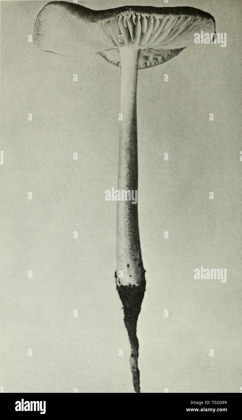 Essbaren und giftigen Pilze von Kanada. ediblepoisonousm 00 grov Jahr: 1979 Abbildung 292. Collybia Radicata. Abbildungen 293-302 293. Crepidotus fulvotomentosus. 295. S. hornemannii. 297. 5'. semiglobata, 299. Psathyrella candolleana. 301. Coprinus comatus. 294. Stropharia coronilla. 296. S. hornemannii. 298. Naematoloma Capnoides. 300. S. candolleana. 302. C. quadrifidus. 194 Stockfoto