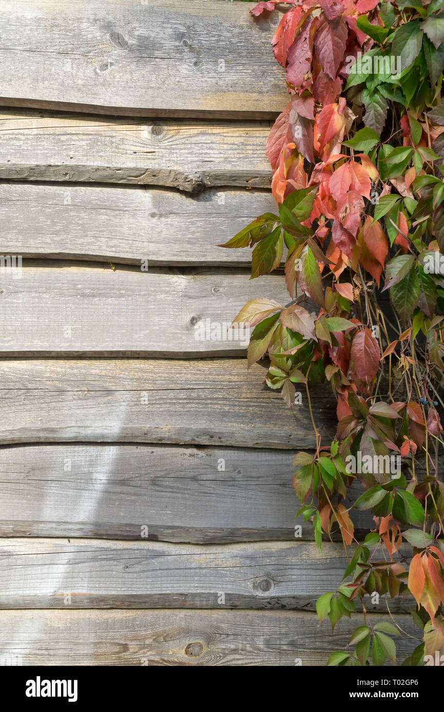 Alte hölzerne Planke Wand- und Jungfrau kriechgang im Herbst. Natürliche Herbst Hintergrund, Kopieren. Stockfoto