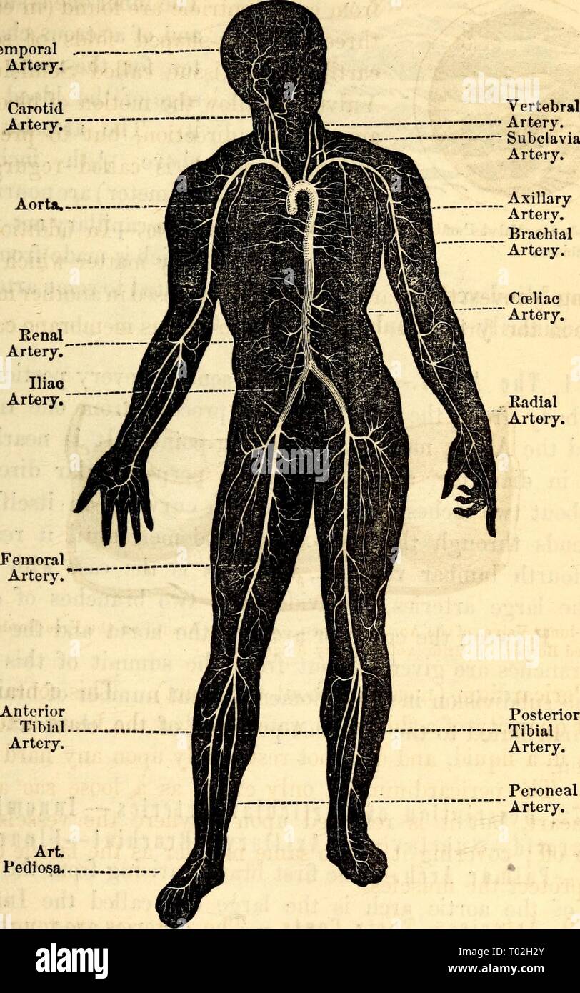 Arteria Vertebralis Stockfotos & Arteria Vertebralis Bilder Alamy