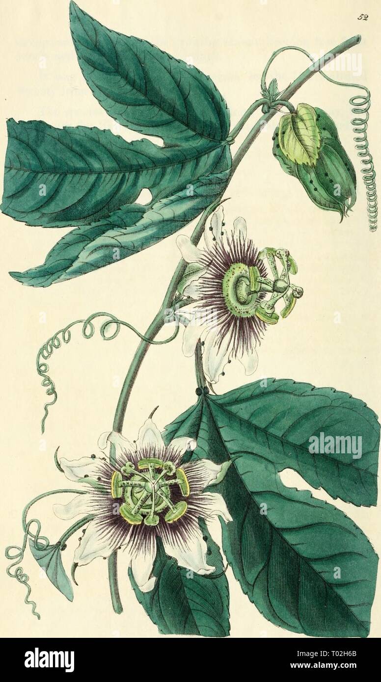 Edwards' botanische registrieren, oder, ornamentalen Blumen - Garten und Gebüsch. . Edwardsbotanical 26 edwa Jahr: 1829-1847 â â''; / &Lt;(Â £ Ox/g/u: f/^:. ($ ^ 6 y y^ tc^i^^ ay/S^^ MClUt ^^y7 f8^0 S^/i/!, e^i^u- Stockfoto