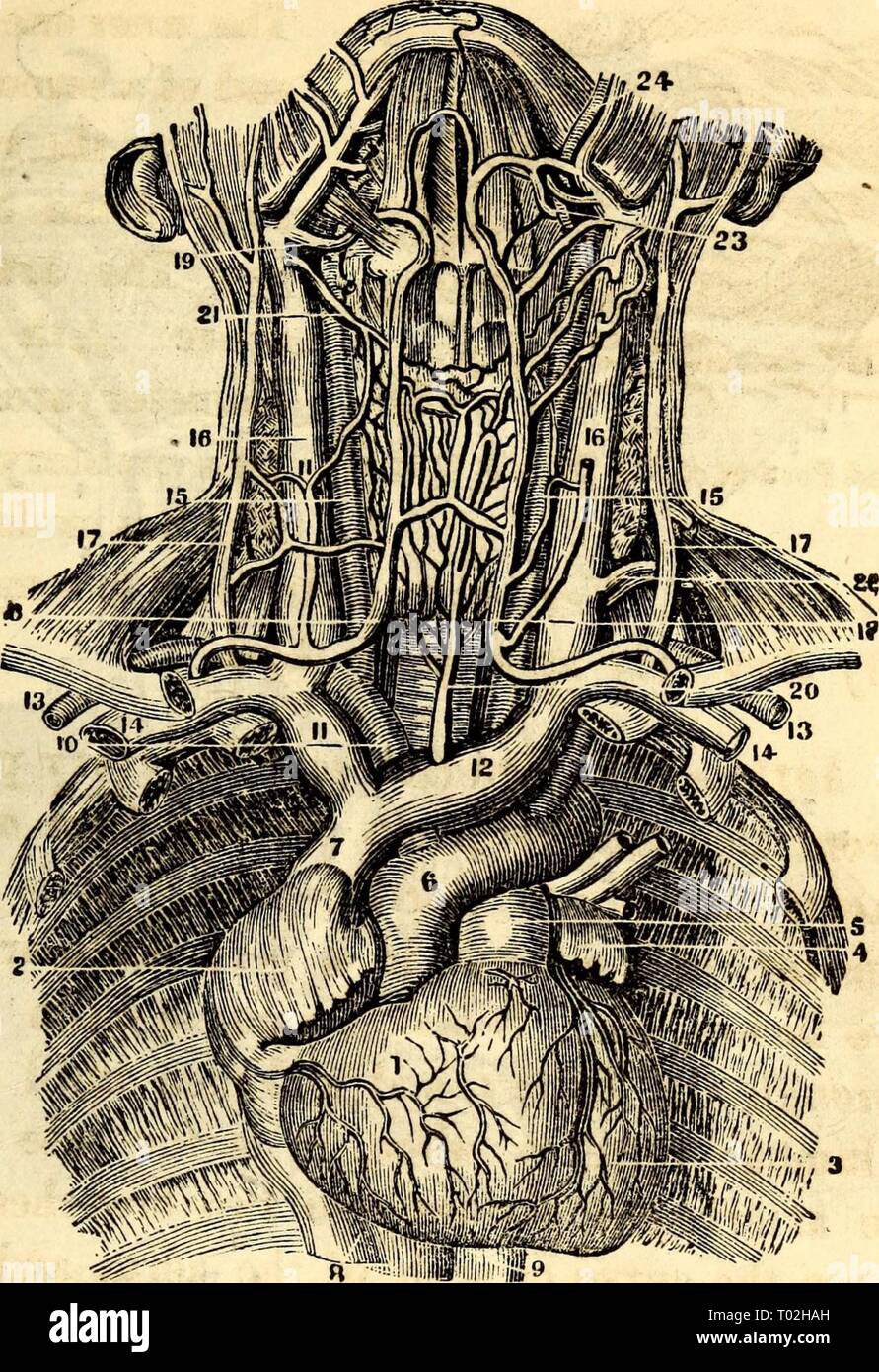 Elementare Anatomie und Physiologie: für Hochschulen, Akademien und anderen Schulen. elementaryanato 00 hitc Jahr: UND PHYSIOLOGIE 1869. 207 Abb. 210. Ein Blick auf die Herzen, mit der großen Gefäße des Halses in Situ. 1, acht Ventriclo des Herzens. 2, acht Ohrmuschel. 3, linken Ventrikel. 4, linke Ohrmuschel. 5, Pulmonalarterie. 6, Bogen der Aorta. 7, Absteigend Vena Cava am Eingang in die Acht Ohrmuschel. 8, aufsteigend Vena Cava. 9, thorakale Aorta. 10, Arteria Innominate, 11, acht Brachiocephalic Vene. 12, Links Brachiocephalic Vene. 13. Abschnitt des Sub-clavian Arterie. 14, Abschnitt des Sub- Stockfoto