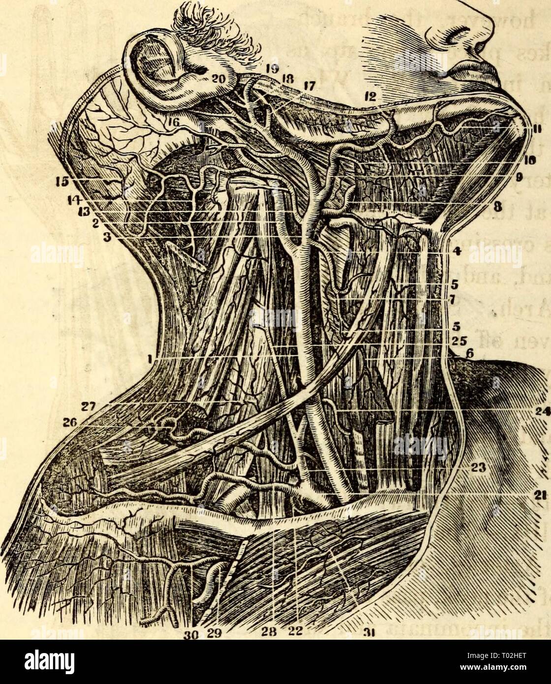 Elementare Anatomie und Physiologie: für Hochschulen, Akademien und anderen Schulen. elementaryanato 00 hitc Jahr: 1869 208 HITCHCOCKS ANATOMIE Bild. 211. Ein Blick auf die Arterien der Hals und der Schulter. 1, Primitive Halsschlagader. 2, Arteria carotis interna. 3, A. carotis externa. 4, Die Superior Schilddrüse Arterie. 5, verzweigt in die Muskeln. 6, Filiale an der Stopfbuchse an. 7, inf Pharyngeal Ar-Terie. 8, mehrsprachiges Arterie. 9, Gesichts Arterie. 10, seine Zweige der Sub-Maxillary Drüse. 11, Sub-Mental Zweig. 12, principal Zweig des Gesichts, als es über den Kiefer geht. 13, Okzipitalen Arterie. 14 B Stockfoto