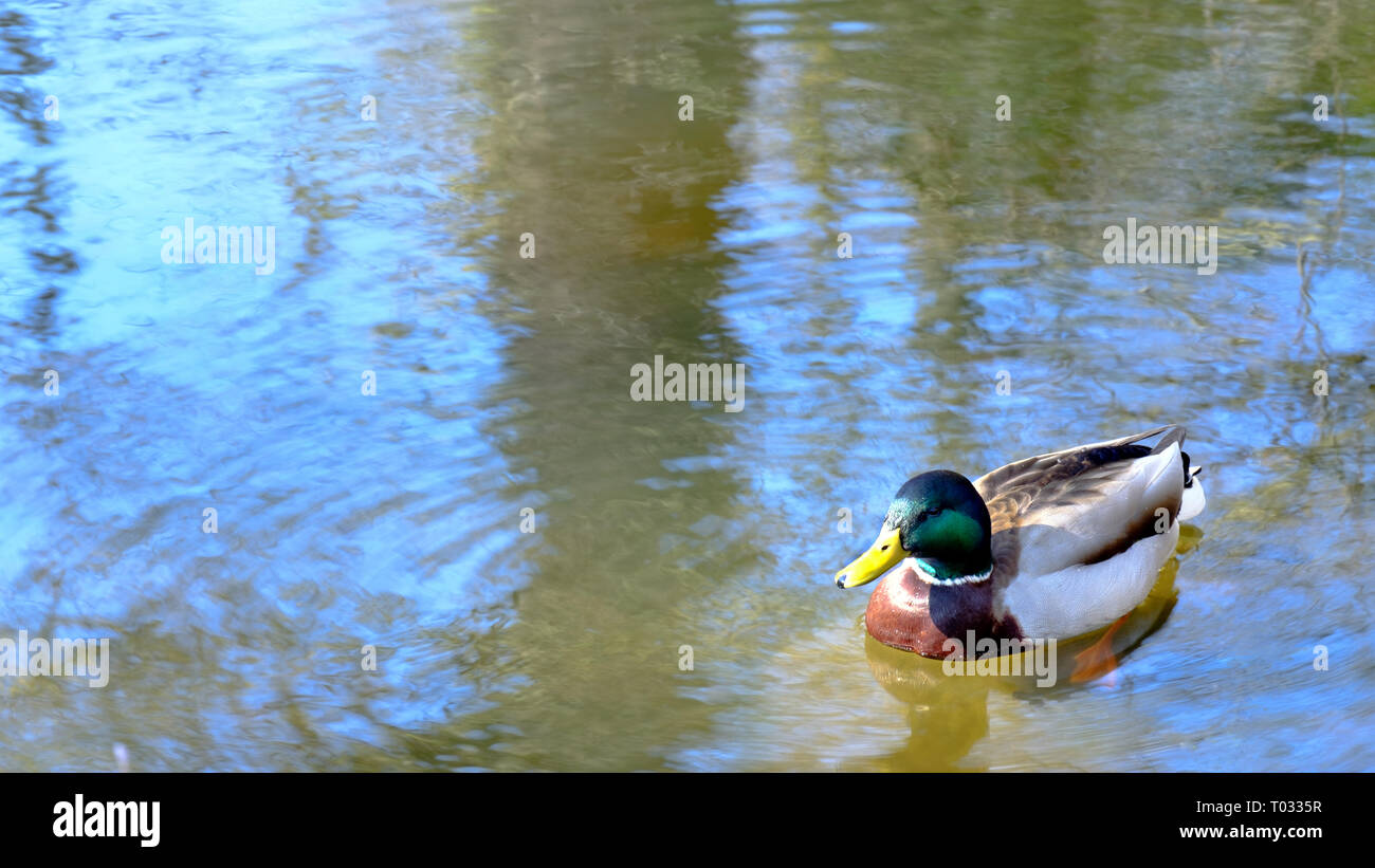 Die Feder Szene auf der impressionistischen See mit einsame Ente. selektive Fokus. Stockfoto