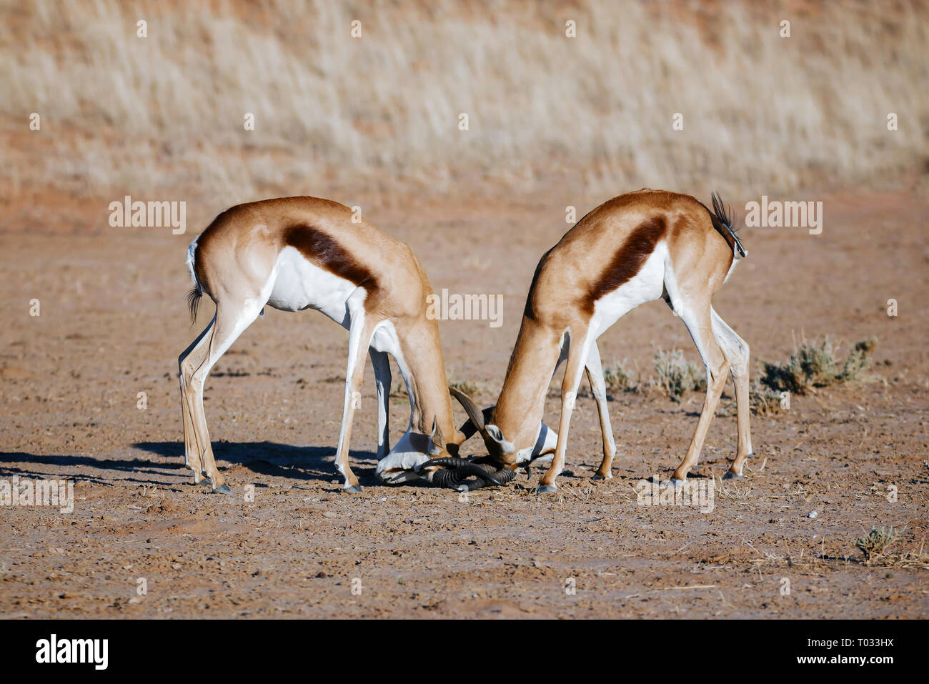 Frühling - Buck während einer territorialen Kampf in der Kgalagadi Wüste. Antidorcas marsupialis Stockfoto