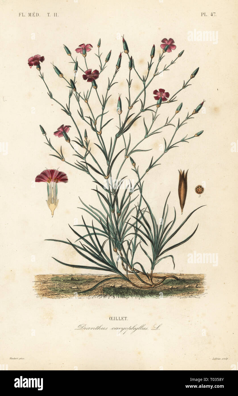 Nelke oder rosa Nelke, Dianthus caryophyllus, Oeillet. Papierkörbe Stahlstich von Lebrun nach einem botanischen Abbildung von Edouard Maubert von Pierre Oscar Reveil, A. Dupuis, Fr. Gerard und Francois Herincqâ € ™ s La Regne Vegetal: Flore Medicale, L. Guerin, Paris, 1864-1871. Stockfoto