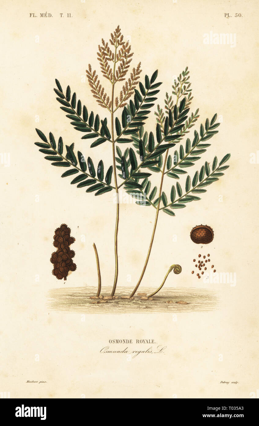 Royal Farn, Osmunda regalis, Osmonde Royale. Papierkörbe Stahlstich von debray nach einem botanischen Abbildung von Edouard Maubert von Pierre Oscar Reveil, A. Dupuis, Fr. Gerard und Francois Herincq's La Regne Vegetal: Flore Medicale, L. Guerin, Paris, 1864-1871. Stockfoto