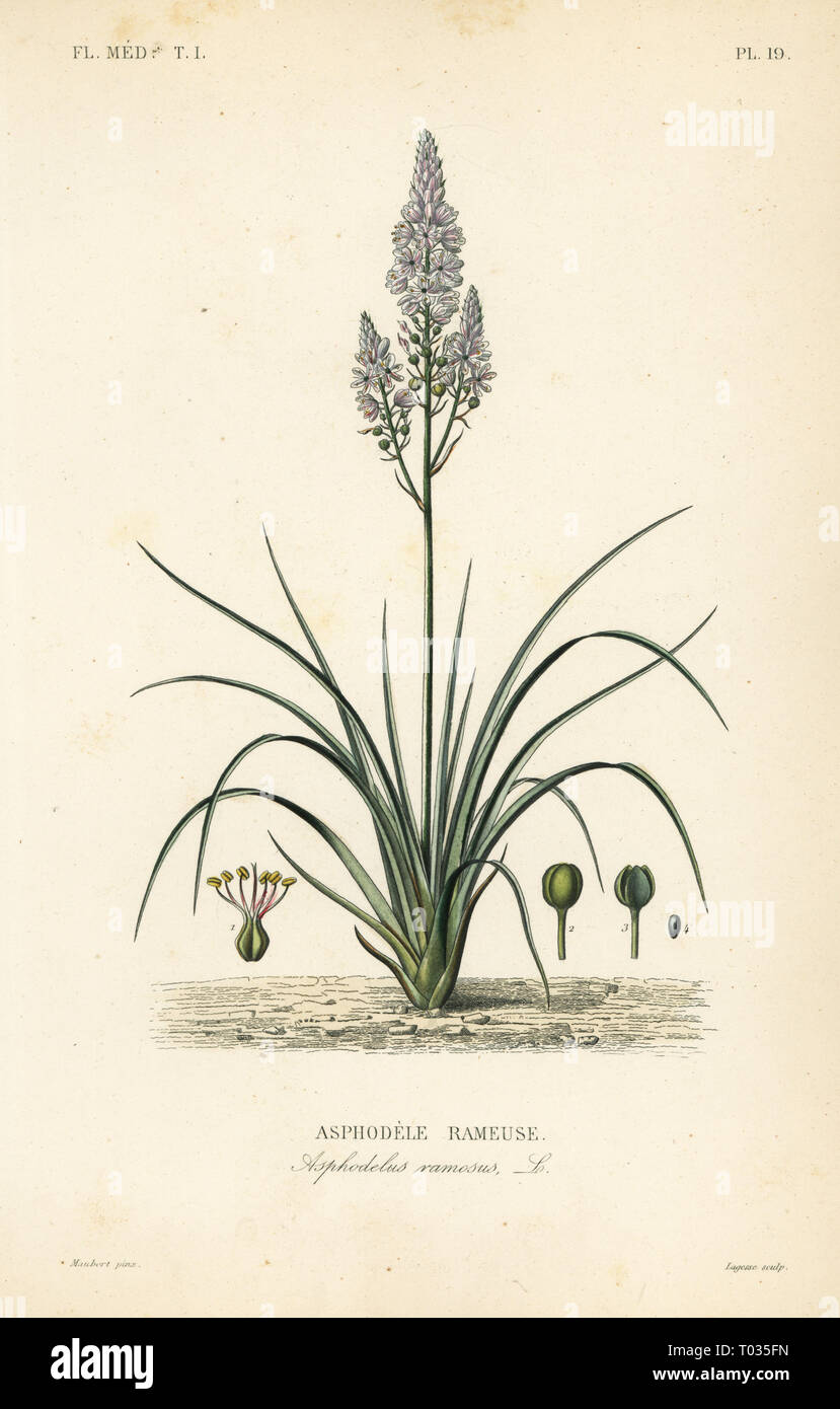 Verzweigte Asphodel, Asphodelus ramosus, Asphodele rameuse. Papierkörbe Stahlstich von Lagesse nach einem botanischen Abbildung von Edouard Maubert von Pierre Oscar Reveil, A. Dupuis, Fr. Gerard und Francois Herincq's La Regne Vegetal: Flore Medicale, L. Guerin, Paris, 1864-1871. Stockfoto