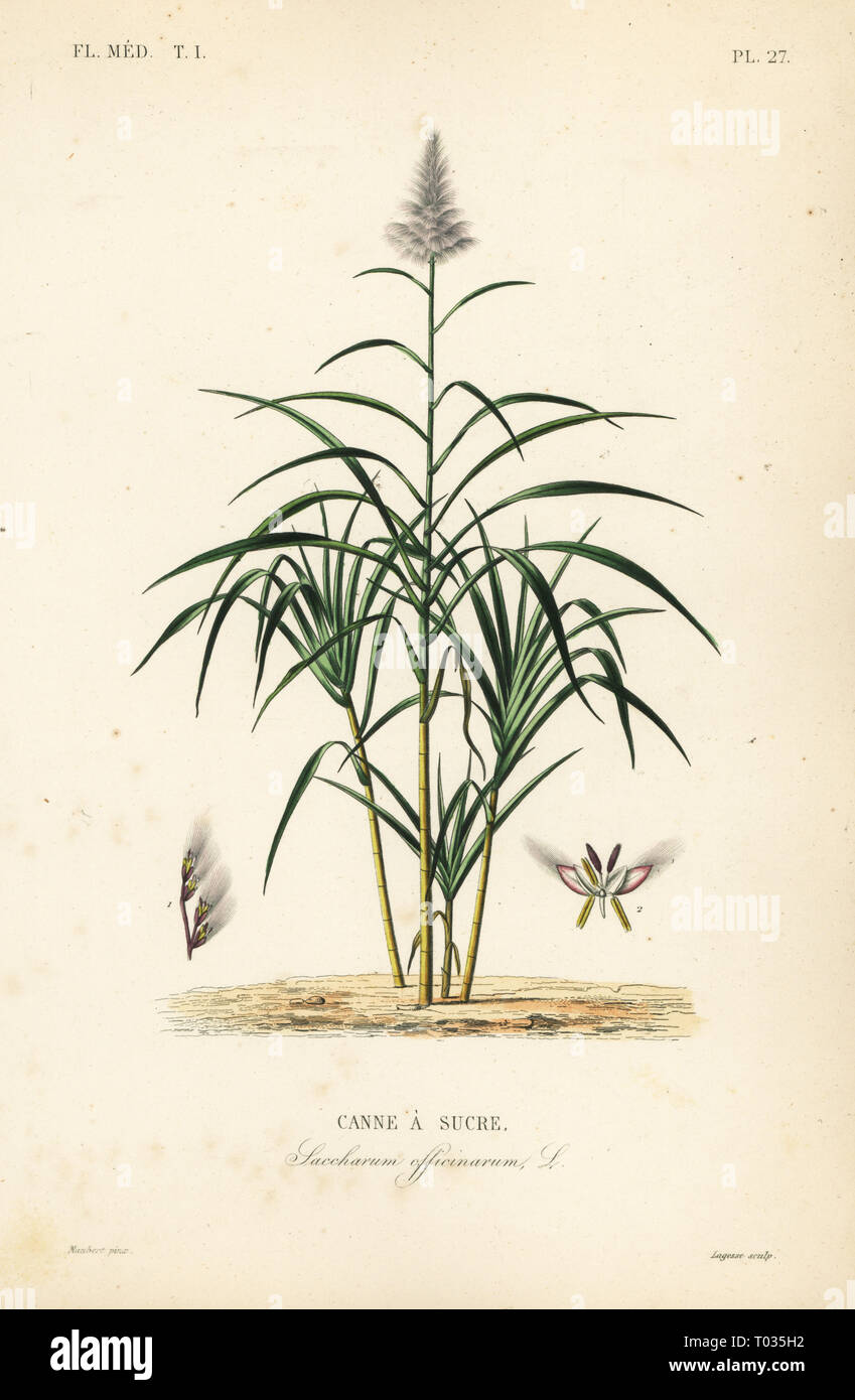 Zuckerrohr, Saccharum officinarum, Canne a sucre. Papierkörbe Stahlstich von Lagesse nach einem botanischen Abbildung von Edouard Maubert von Pierre Oscar Reveil, A. Dupuis, Fr. Gerard und Francois Herincqâ € ™ s La Regne Vegetal: Flore Medicale, L. Guerin, Paris, 1864-1871. Stockfoto