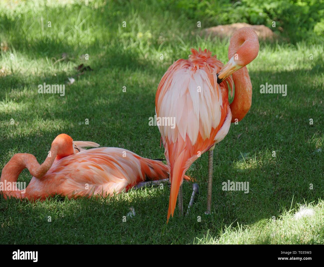 Zwei amerikanische Flamingos, einer Sitzung und einer ständigen Stockfoto