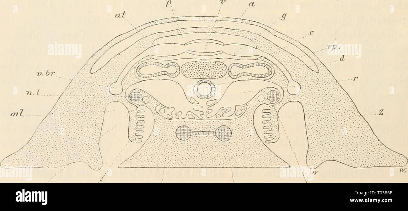 Dr. H.G. Bronn von Klassen und Ordnungen des Thier-Reichs: wissenschaftlich dargestellt in Wort und Bild. drhgbronnsklasse 0301 bron Jahr: 1892 236 IViljplaniphora giimeut einem eingehenden Studium. Die anatomische Arbeit Wiren ist über ChitoneUus kann leider nicht abgewartet werden. Sterben Entwicklungsgeschichte wurde, neben der henkes lolland der Ei-bildung von Geschichte Seite, hauptsächlich durch Kowalewsky gefördert; und 7 Ailetzt Korscheit verwandten und Heider sterben dargebotenen, - Sachen zur morphologischen Einordnung in den Typus. Modernen Tiefseeuntersuchungen, namentlich des Challenger sterben, ICH Stockfoto