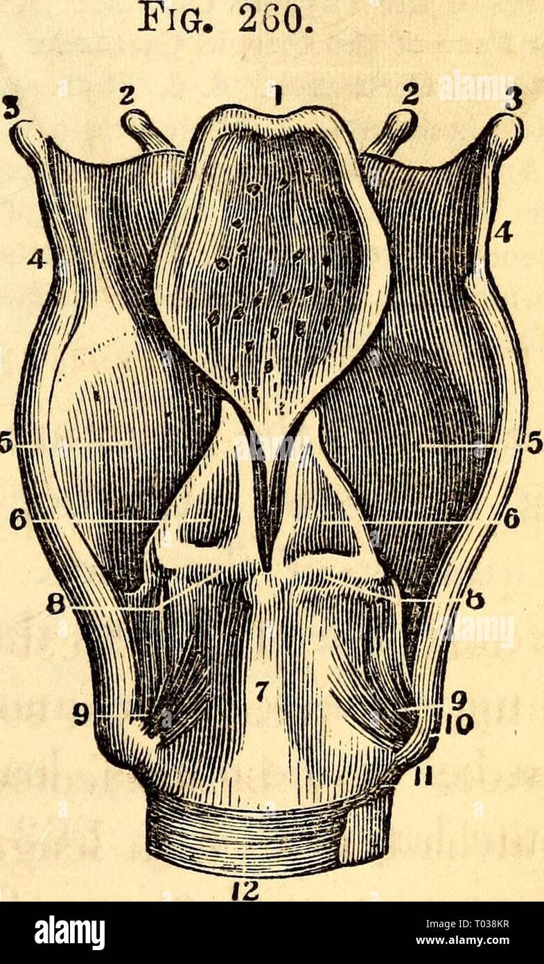 Thyreo arytenoideus Fotos und Bildmaterial in hoher Auflösung Alamy