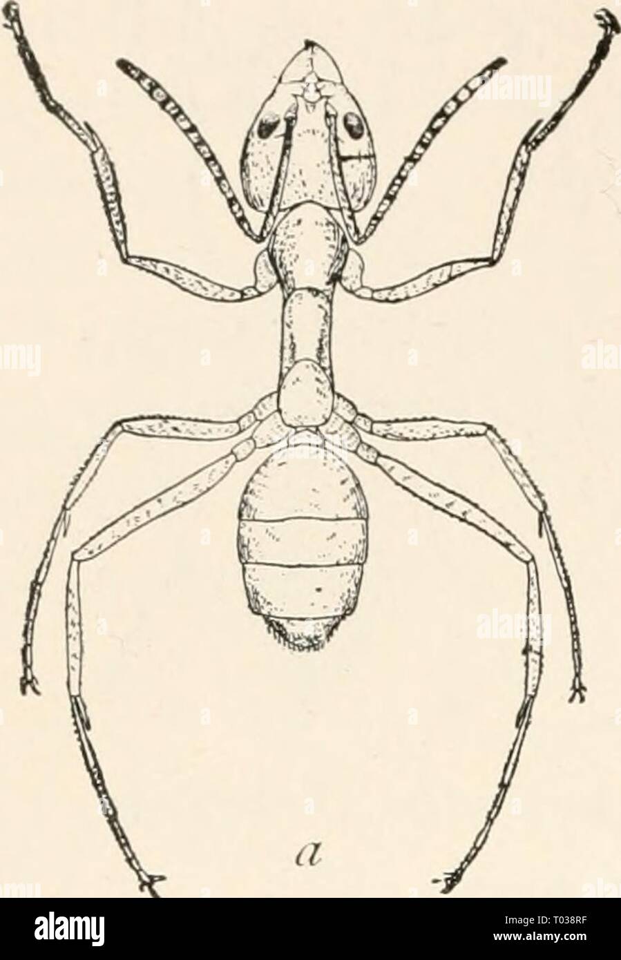 Elementare Entomologie. elementaryentomo 00 sand Jahr: [1912] Stockfoto