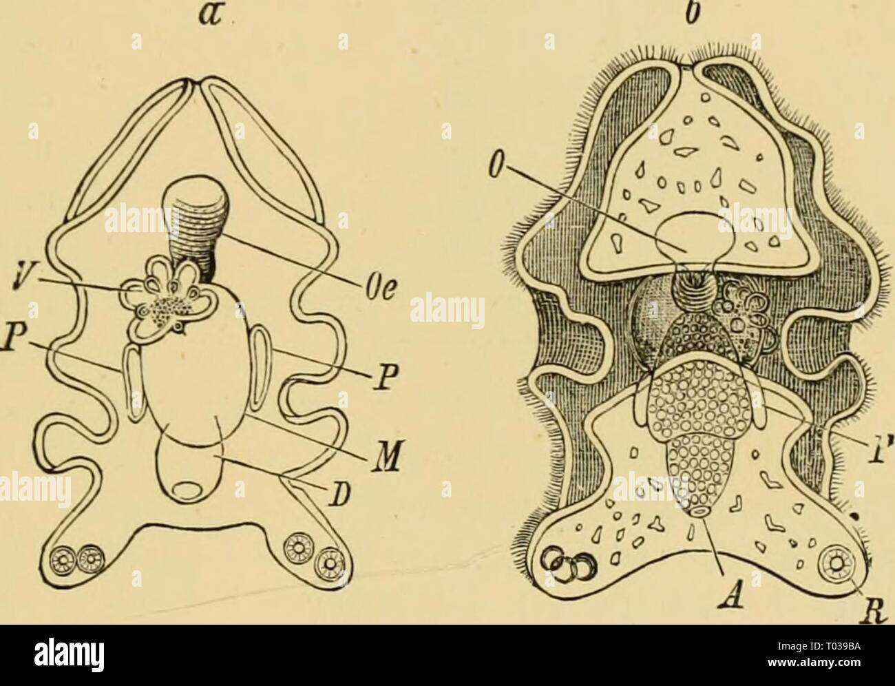 Elementare Lehrbuch der Zoologie, Allgemeiner Teil und Besonderer Teil: Protozoen, insecta. elementarytextbo 00 clau Jahr: 1892 TTPES von LAEViE. 281 225) unterschiedlicher Form. Diese Prozesse sind mit einer strikten Bezug auf bilatei * al Symmetrie angeordnet, und ihre Anzahl, Lage und Größe im Wesentlichen bestimmen die besondere Form des Körpers. Einen vorderen und einen hinteren ventralen Region der Band von zilien können von der seitlichen Teile der dorsalen Anteile Form unterscheiden; letztere Kurve rund und in die ehemalige an den vorderen und hinteren Enden des Körpers Pass (Abb. 225, b). Die dorso-lateral p Stockfoto