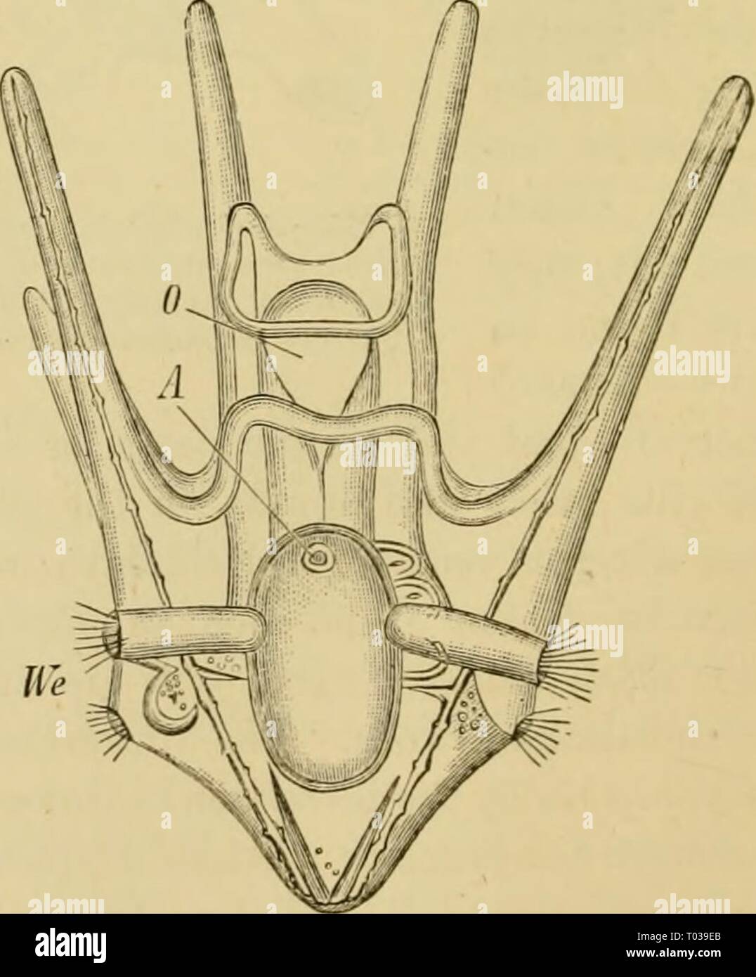 Elementare Lehrbuch der Zoologie, Allgemeiner Teil und Besonderer Teil: Protozoen, insecta. elementarytextbo 00 clau Jahr: 1892 Tlie Fluteus larvte des Ophiurids besitzen lange seitliche Arme auf dem vorderen dorso-ventrale Bogen der' Band, auf der dorso-seitlichen Rand, und am Rande des Pos-terior ventralen Haube. Die Pluteus Larve des Seeigels hat keine seitliche Arme, aber pro-zessen befinden sich am Rand des anterioren ventralen Haube entwickelt (Abb. 226). Die larvre des Sjyatanfjidce werden von einem Ungepaarten apikalen Stange gekennzeichnet ist, und die der Echinus und Echinocidaris durch die Anwesenheit von Ciliated epaul Stockfoto