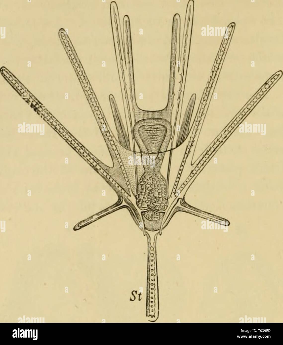 Elementare Lehrbuch der Zoologie, Allgemeiner Teil und Besonderer Teil: Protozoen, insecta. elementarytextbo 00 clau Jahr: 1892 282 ECHINODEEMATA. Tlie Fluteus larvte des Ophiurids besitzen lange seitliche Arme auf dem vorderen dorso-ventrale Bogen der' Band, auf der dorso-seitlichen Rand, und am Rande des Pos-terior ventralen Haube. Die Pluteus Larve des Seeigels hat keine seitliche Arme, aber pro-zessen befinden sich am Rand des anterioren ventralen Haube entwickelt (Abb. 226). Die larvre des Sjyatanfjidce werden von einem Ungepaarten apikalen Stange gekennzeichnet ist, und die der Echinus und Echinocidaris durch die Pres Stockfoto