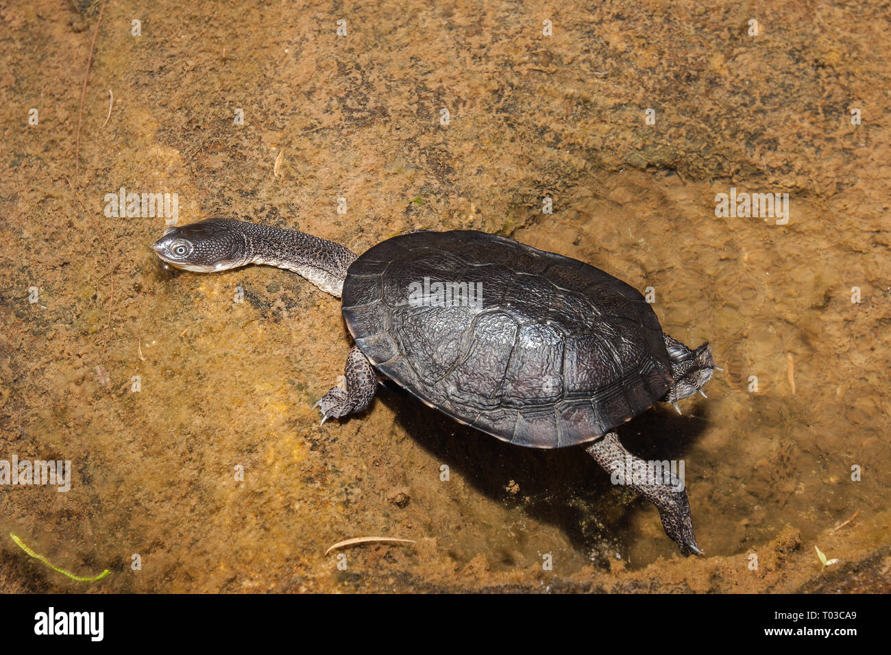 Eastern Long-necked Turtle Stockfoto
