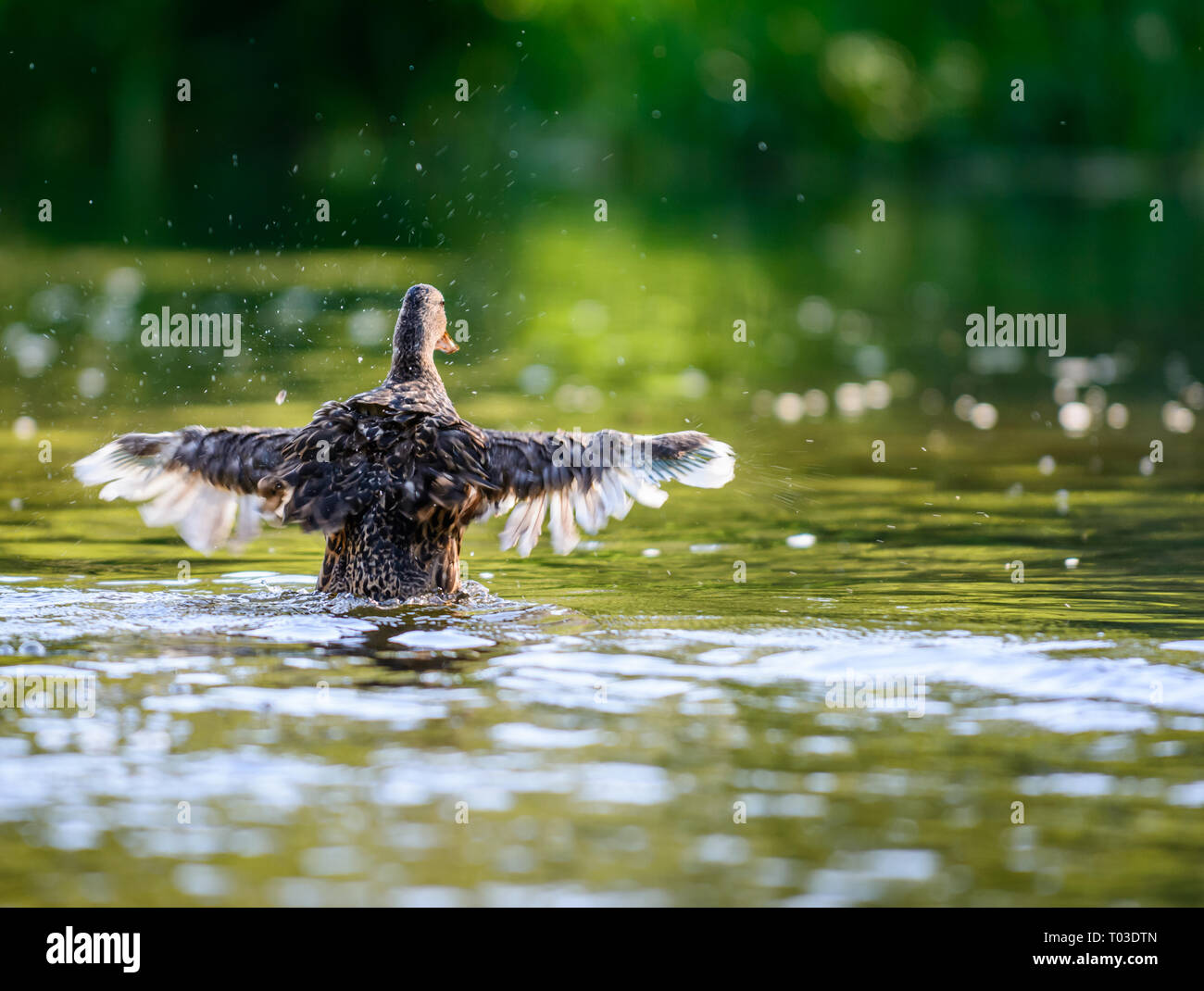 Die Stockente oder wilde Enten (Anas platyrhynchos) Flügel aus Stockfoto