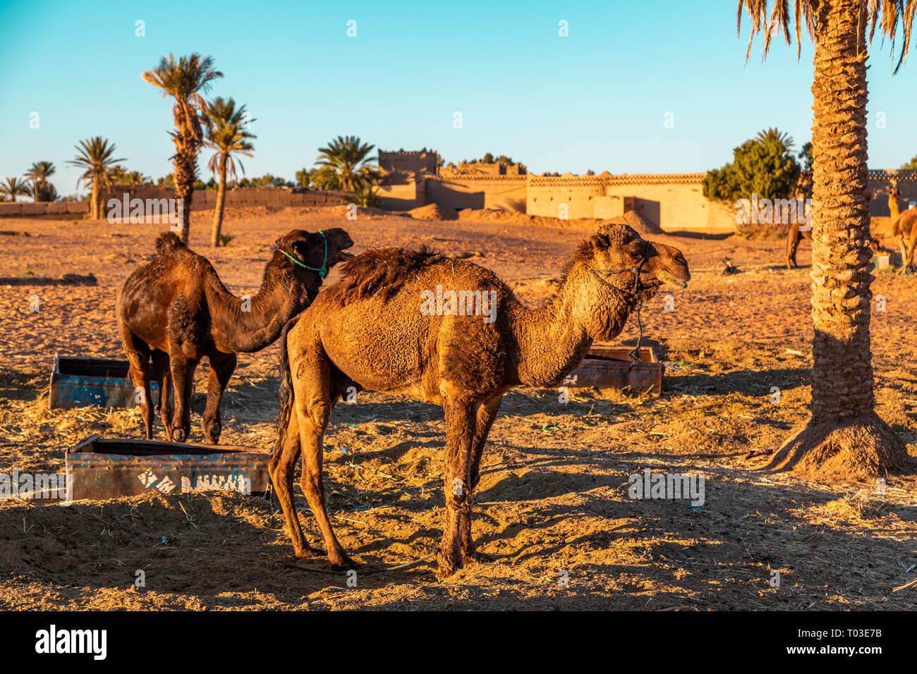 Kamele in natürlich geformten hohen oder hohen Sanddünen ruhenden sind ein Phänomen in Erg Cheebi in der kleinen Stadt von Merzouga Sahara, Marokko, Nordafrika Stockfoto