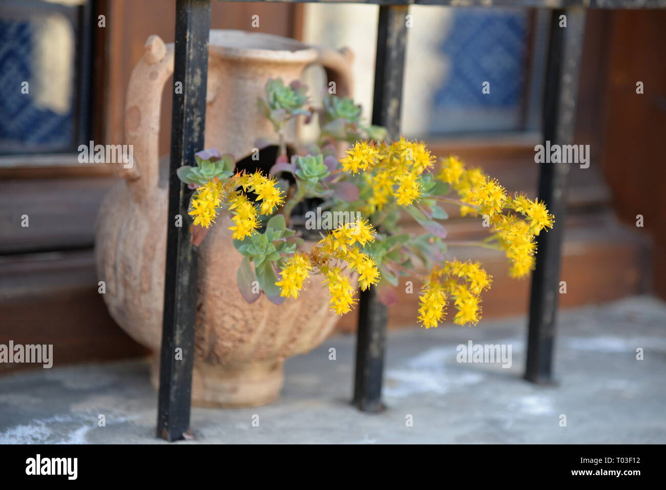 Pflanze mit gelben Blten in einen Topf, hnlich einer Urne in Avdou Dorf  auf der Insel Kreta, Griechenland Stockfotografie - Alamy