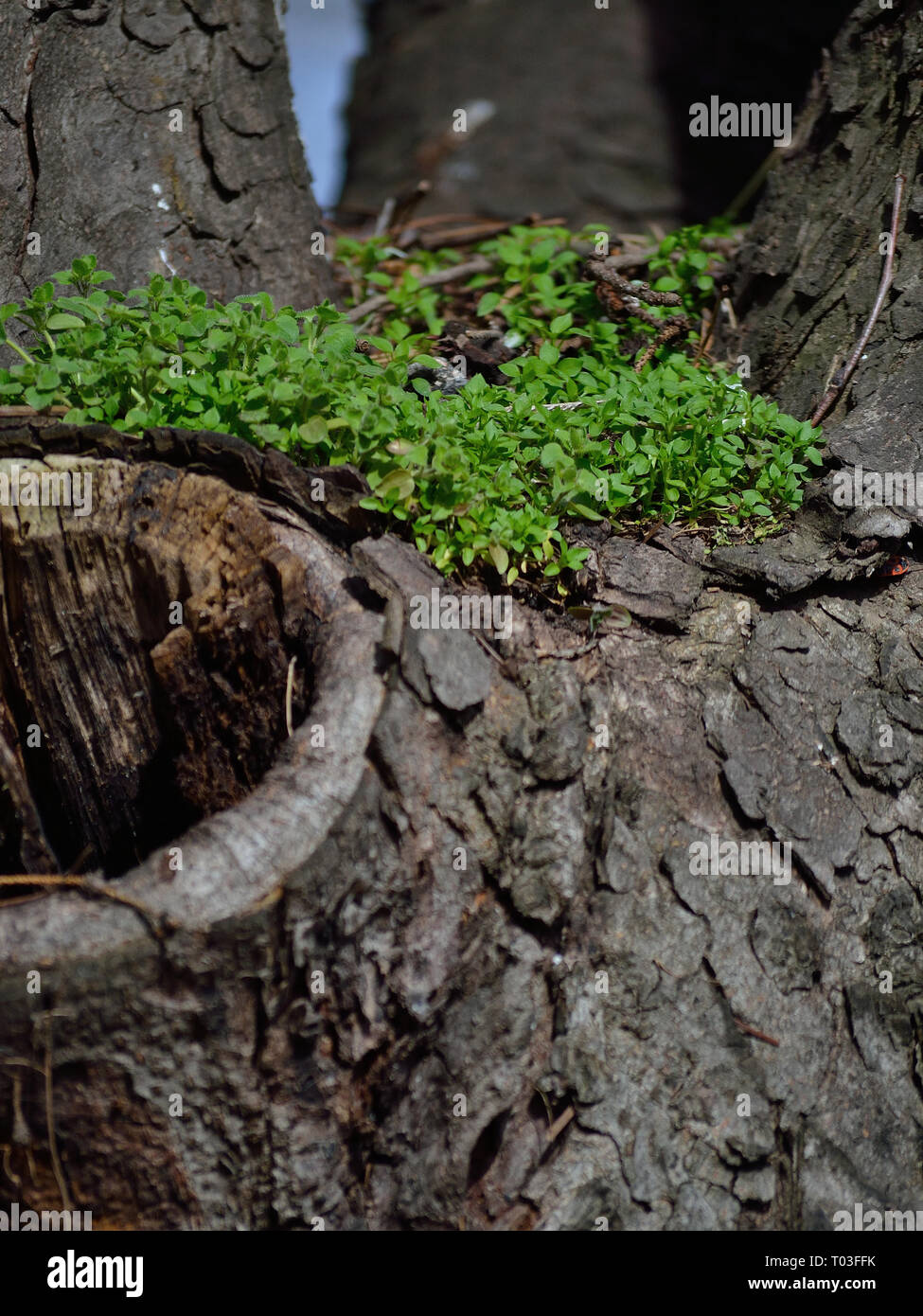 Gras, das auf einer verfurchten Baumrinde wächst Stockfoto