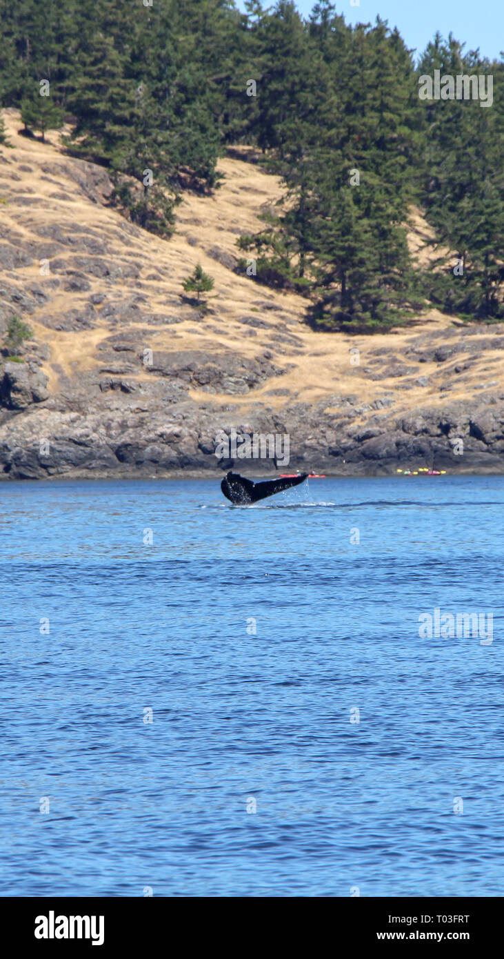 Wale spoting am Orca Island, Washington Stockfoto