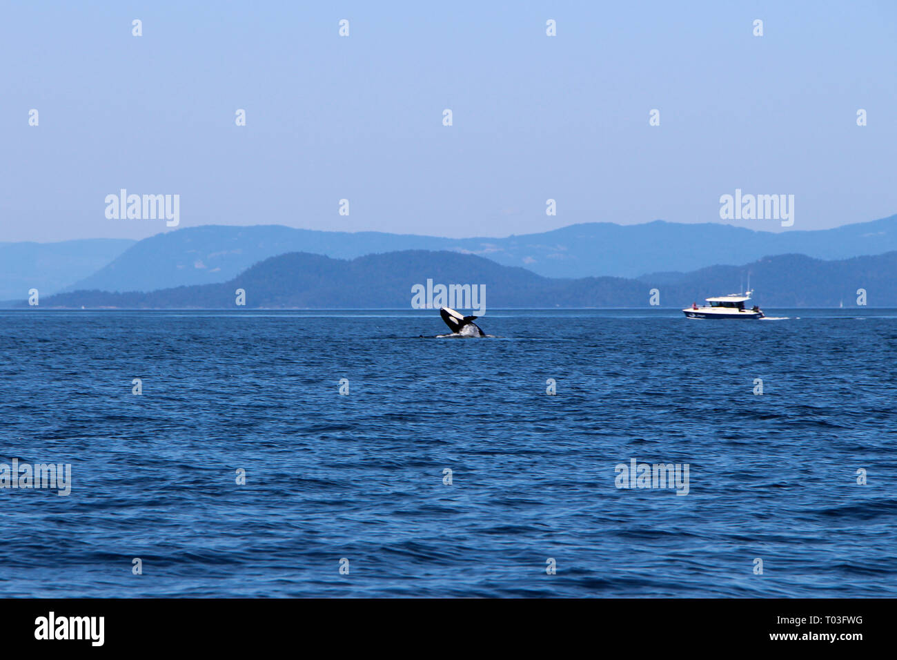 Wale spoting am Orca Island, Washington Stockfoto
