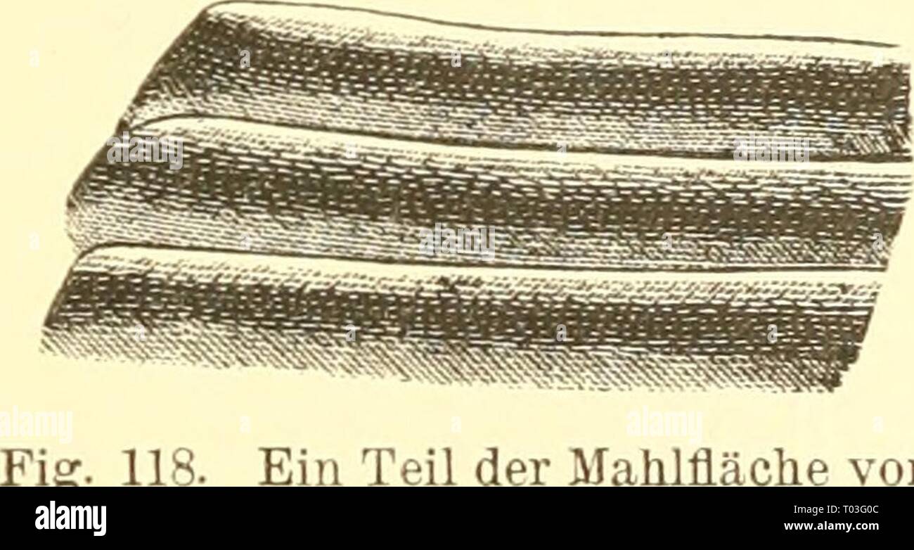 EinfÃ¼Hrung in die Kenntnis der Kämpfen. einfhrungindie 00 kolb Jahr: [1889]-1893 Ich (Ich bin die untere HÃ¤lf-te, namentlich der Mahlzalm, â. In r^T i-*'-Flg. 119. Oberkiefer des Ist- fest BlumenkÃ¤fers, Rhotnbo-rhi'na japottica (Cetoni - Idae). Orig. â d, RÃ¼cken-Seite. dm, der vorste-hende Mahlzahn. und breit. Dm Platy - psylhis castoris 1963 mit dem Biber aneJ schmarotzenden Sei'n^^ eJÃuÃ¼' klemen KÃ¤fer, fehlen / HÃ¶rn (Pro-Oberkietei Psocus longu - ornis. Top vergrÃ¶ssert. ceed. Jm. Soc. Washington, 1889, '' - Vol. 1, Nr. 3, S. 144) sterben Mandibeln, obgleich sie bei der La Stockfoto