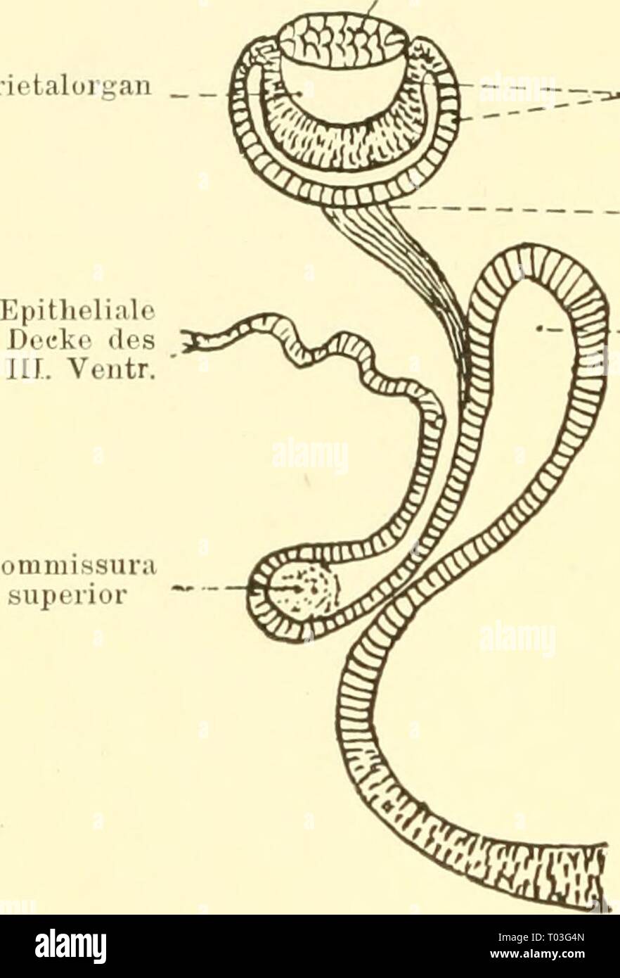 Einführung in die vergleichende Anatomie der Wirbeltiere, für Studierende. einfhrungindie 00 wied Jahr: 1907 198 Gehirn der Eeptilion. Parielalorcan Außen - 1111 (1 Iiiiieiischiclit des Augcii - becliers Nerv Piiiealorgall sterben Lobi olfactorii Modalverbs den Hemisphären direkt angelagert bleiben, oder es Bandelt sich um einen wohl entwickelten Tractus mit Endständigem Bulbus, in welchen sterben Filamenta olfactoria sich einsenken. (Vergl. Abb. 154, 155.) Das zwischen Hirn ist stets in die Tiefe gesenkt und von der Dorsalseite kaum oder gar nicht sichtbar. Es entwickelt ein 5Mose - hches Inf undibulum, sowie Stockfoto