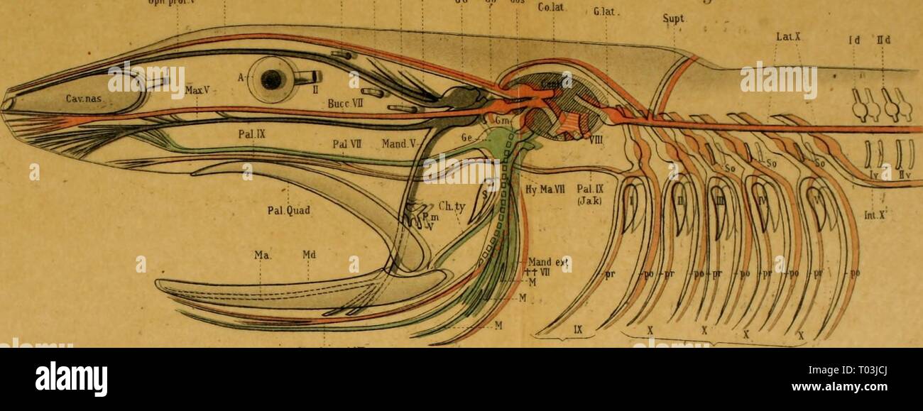 Einführung in die vergleichende Anatomie der Wirbeltiere, für Studierende. einfhrungindie 00 wied Jahr: 1907 Oph (irofV Oph. Sup1 ICH IV DI VI RmV GG Gh Gos Fi^ mV^ Ä EIN Mand ext+ VH EIN. Ueber sieht über Sterben der Koptherven Anamnia (zu Grunde gelegt sind - sterben wasserifibenden Amphibien, besw. sterben.' jiipliiliienlarveii + ivra VI GG Pet Ce Figii^ GfiBB Hld. Id Stockfoto